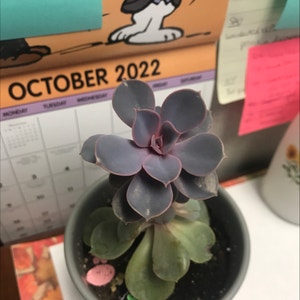 Pearl Echeveria plant photo by @GoodyTaraire named Ralph on Greg, the plant care app.