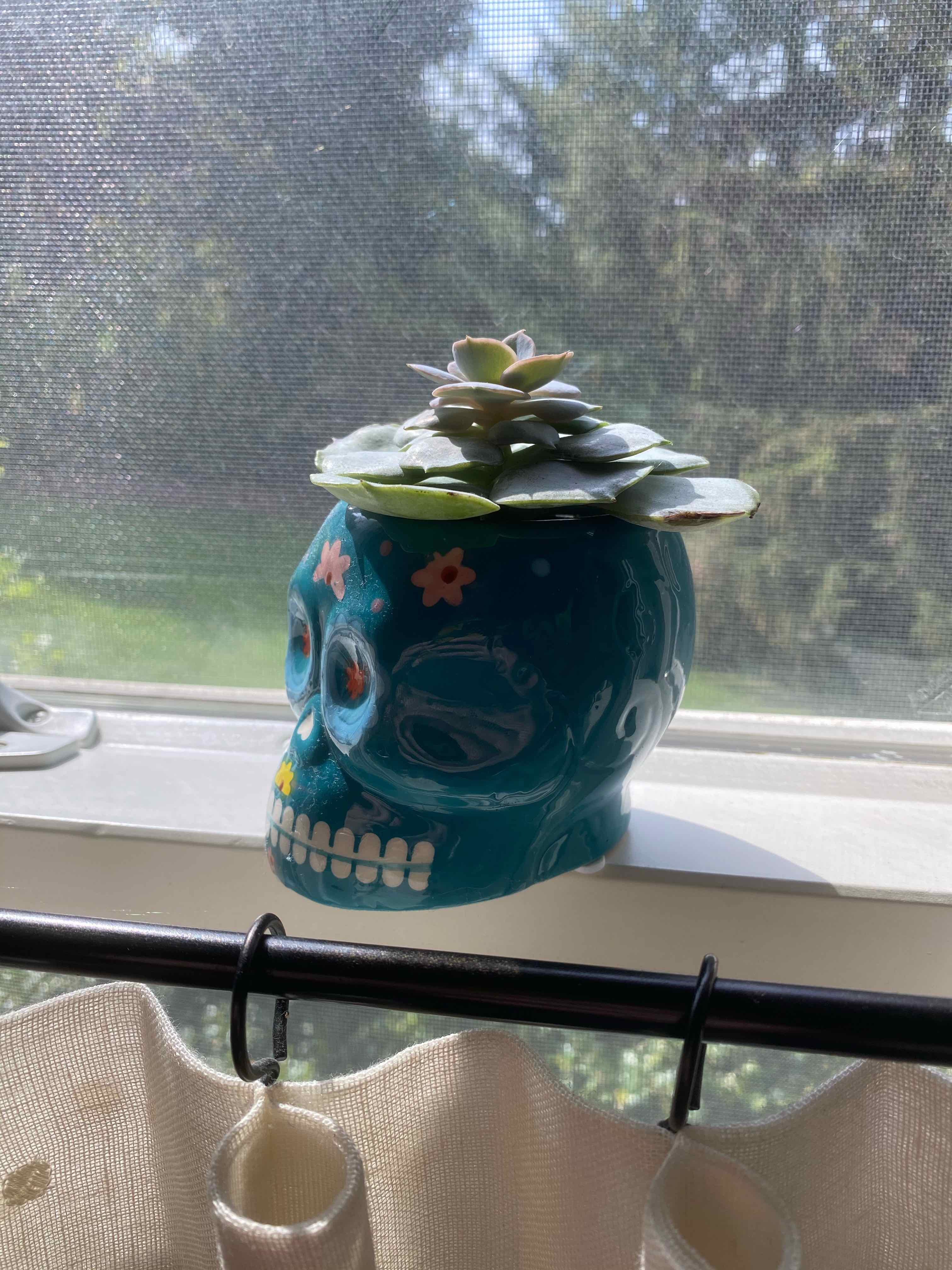 Echeveria Runyonii plant in a decorative skull-shaped pot on a windowsill.