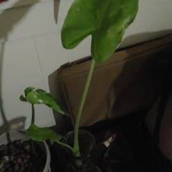 Taro plant
