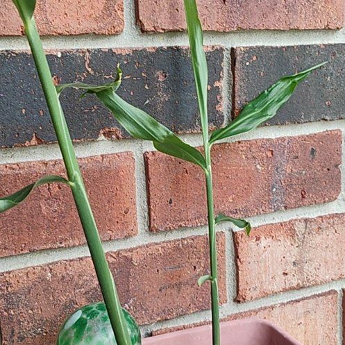 Photo of the plant species Ginger Root by @villagewmn named Ginnefer on Greg, the plant care app