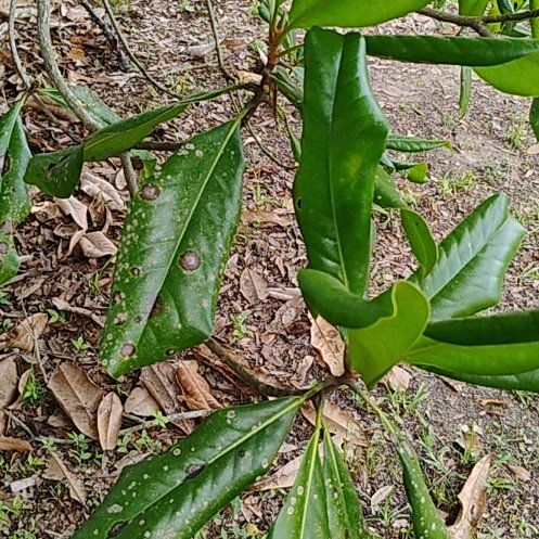 Photo of the plant species Southern Magnolia by @villagewmn named Kesha on Greg, the plant care app