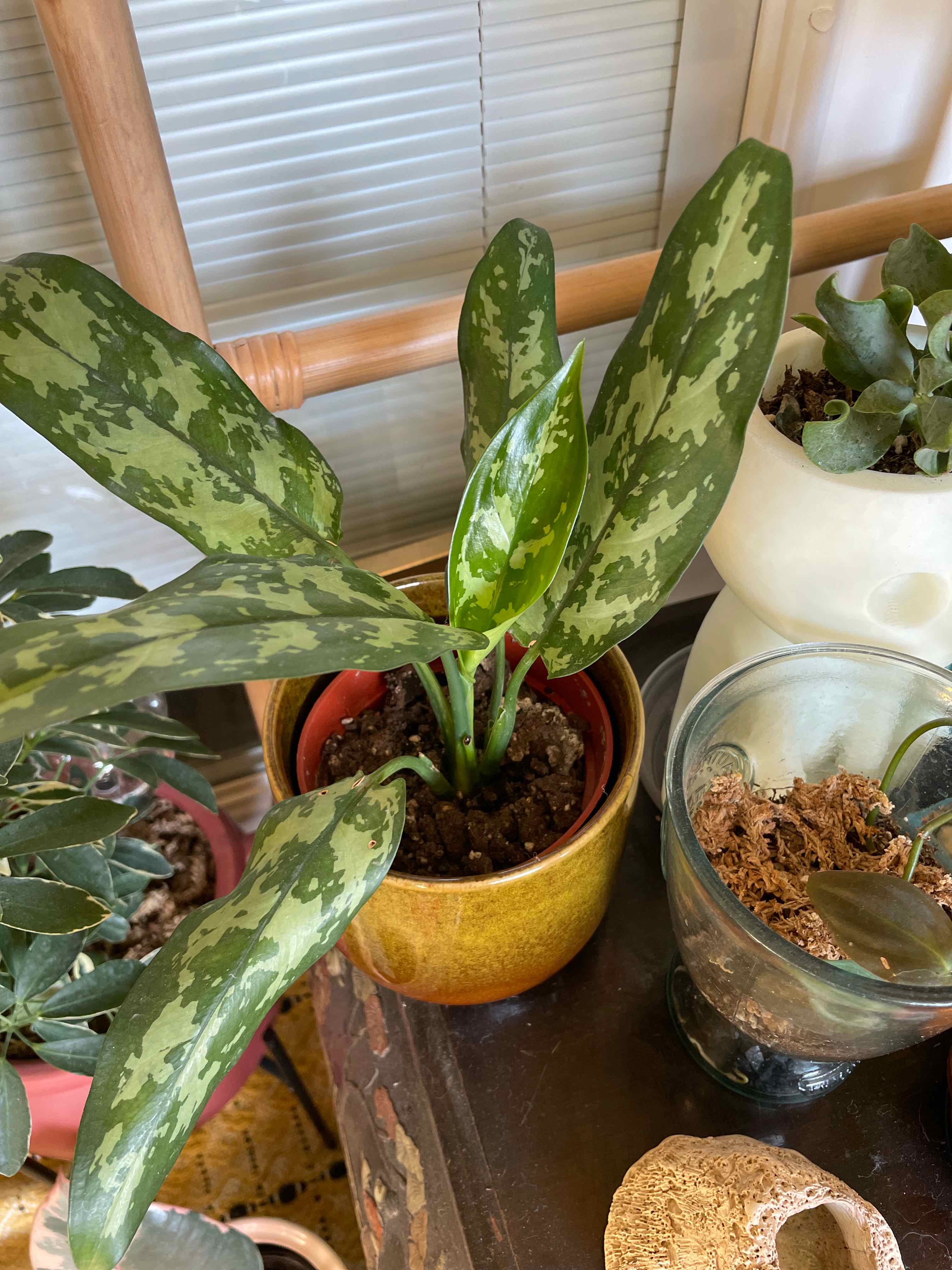 Potted Aglaonema 'Emerald Beauty' plant with healthy variegated leaves.