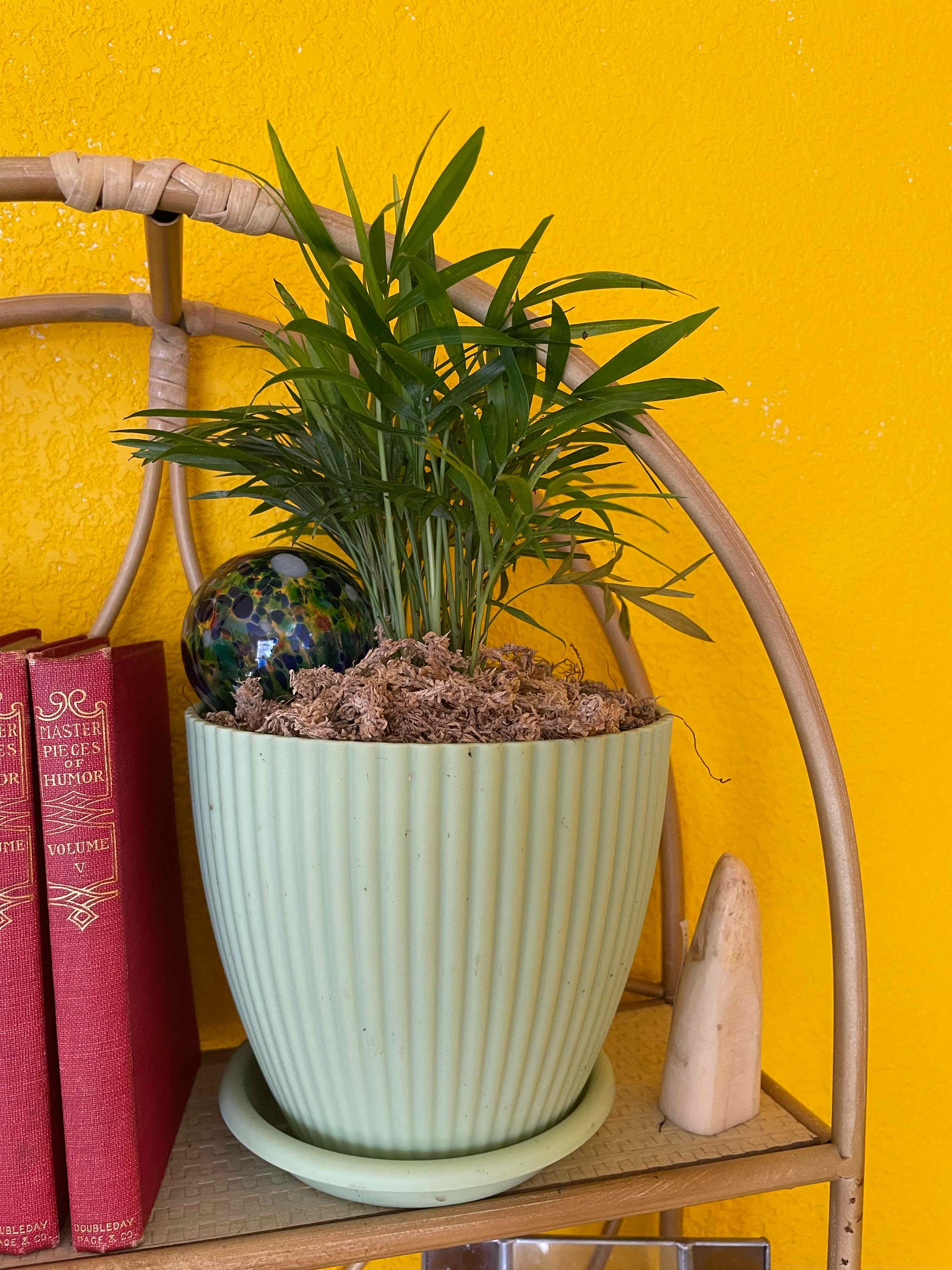 Parlour Palm plant photo by @mirandaaplanet named Your plant on Greg, the plant care app.