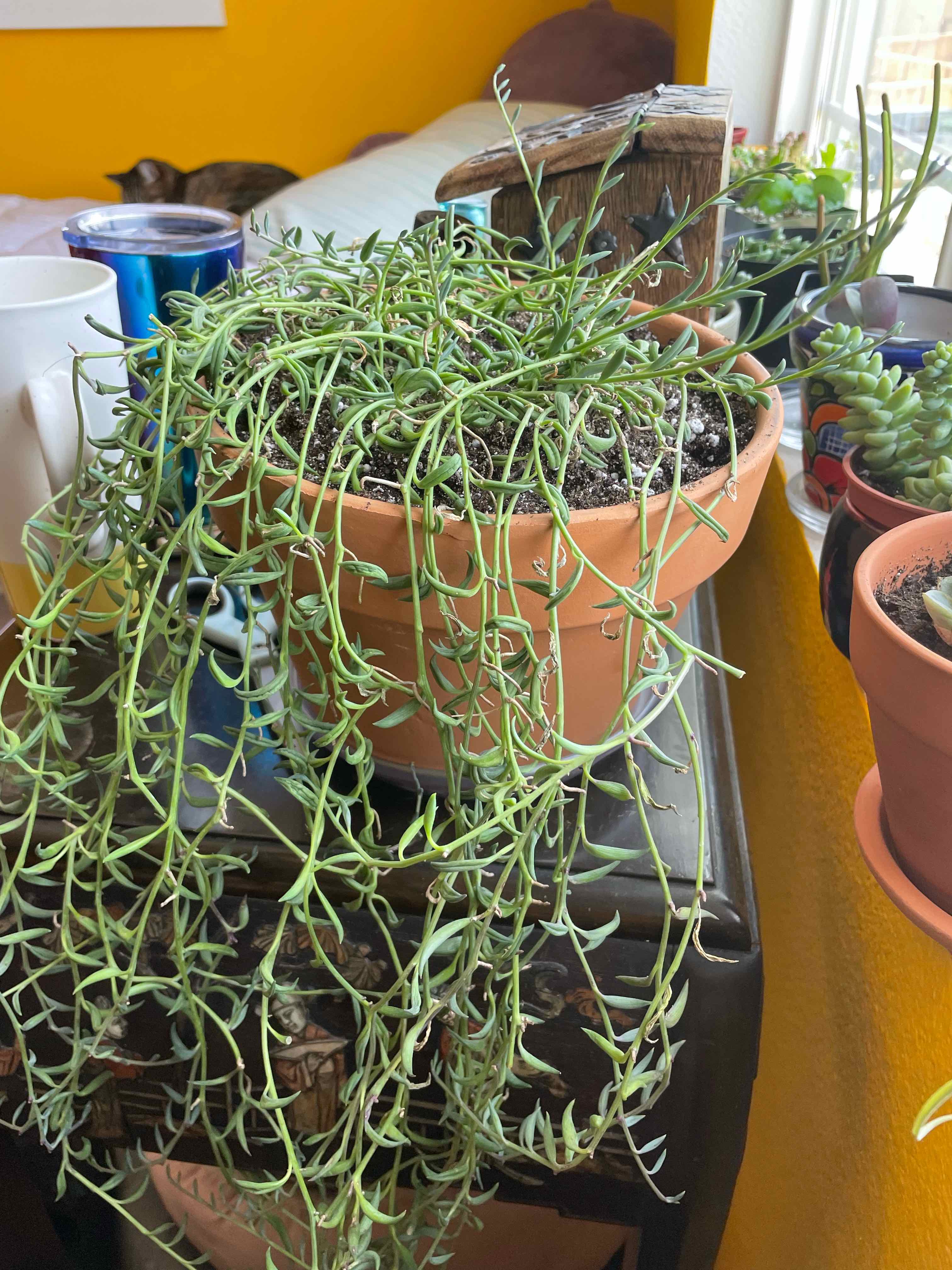 String of Bananas plant photo by @mirandaaplanet named Daaaay-oh! on Greg, the plant care app.