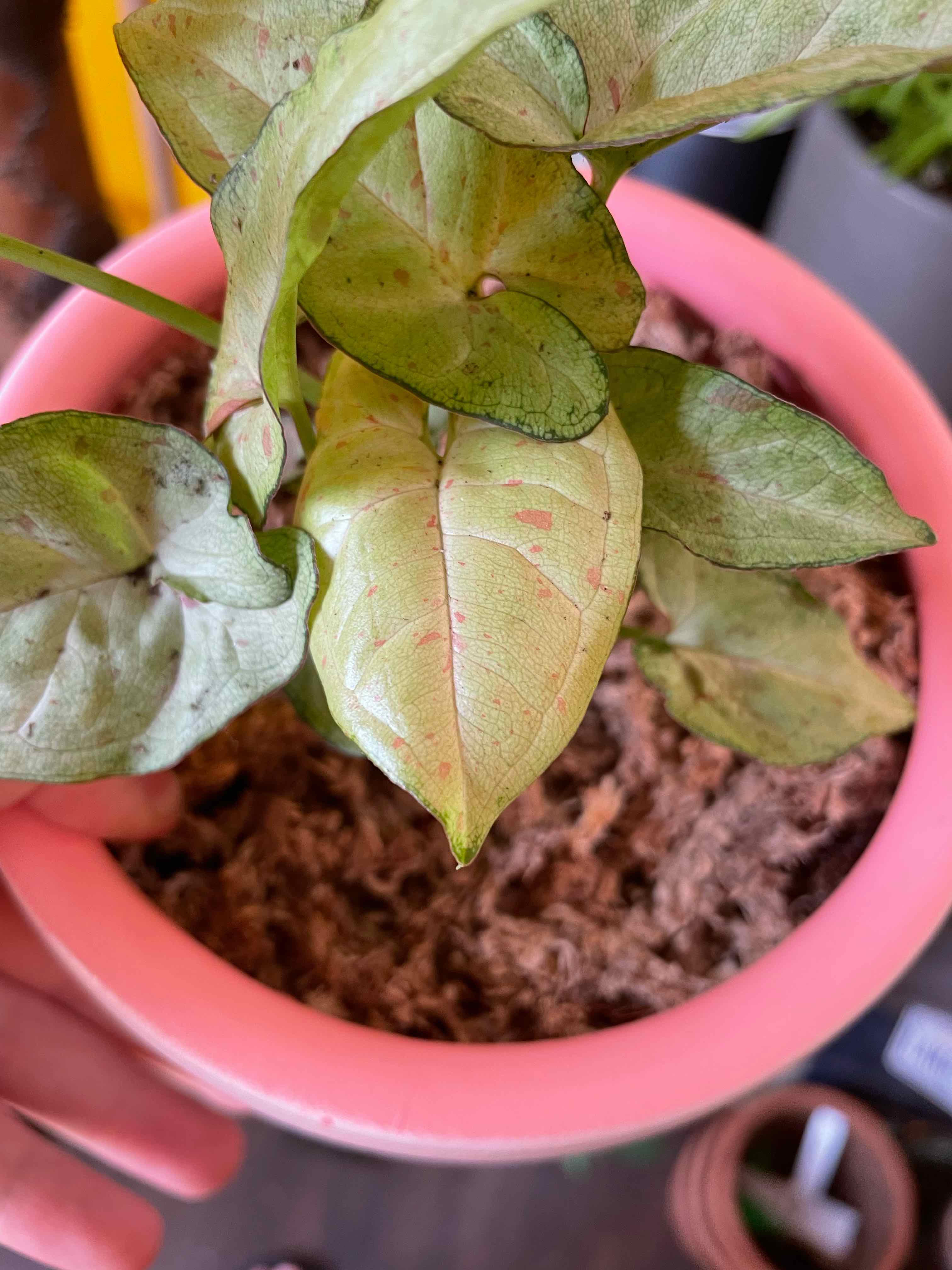 Confetti Syngonium plant in a pink pot with some leaf discoloration and visible soil.