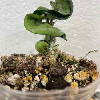 Hoya carnosa 'Compacta' plant in Somewhere on Earth