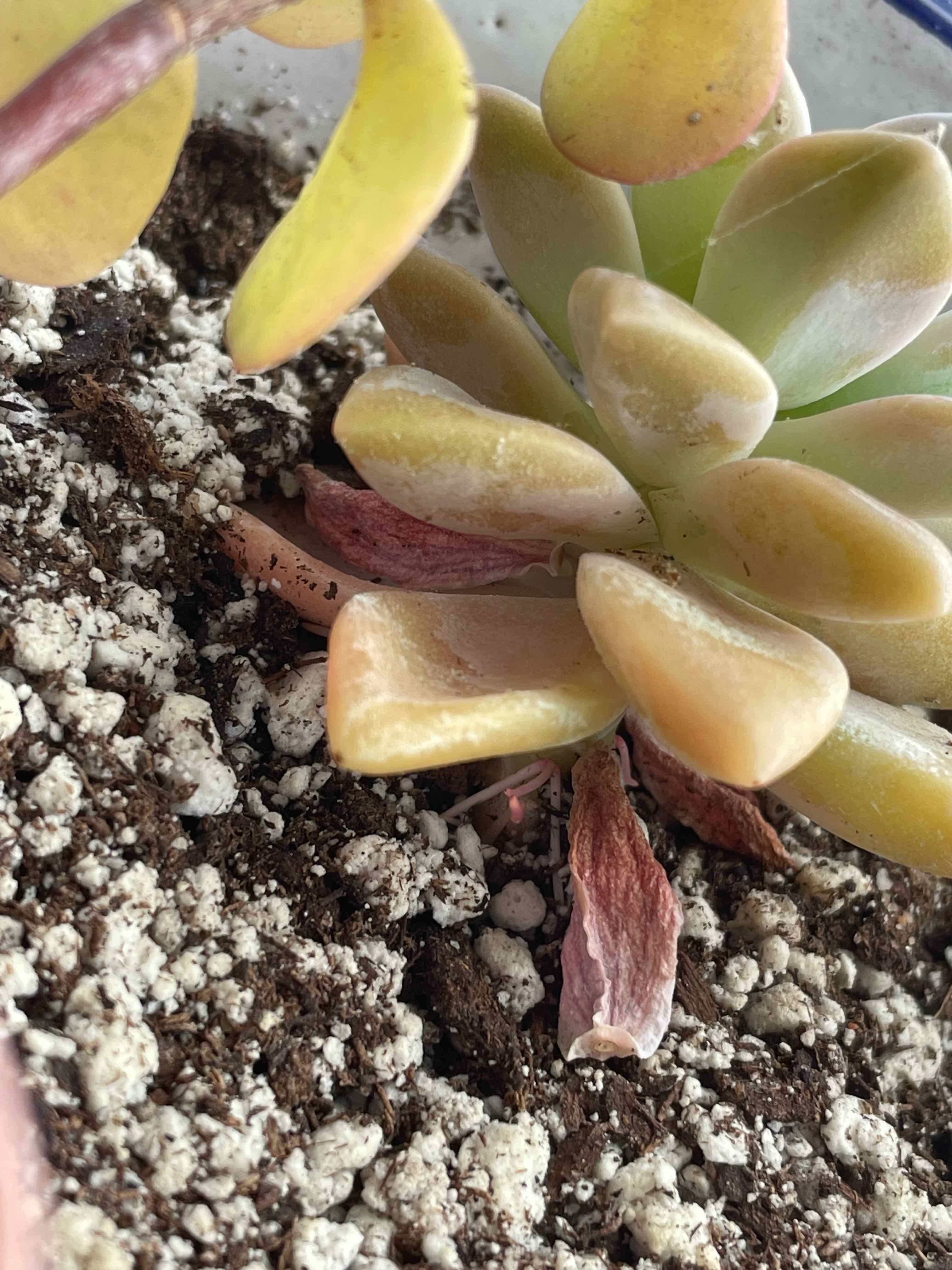 Echeveria 'Fleur Blanc' succulent with yellowing and browning leaves, visible soil.
