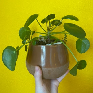 Chinese Money Plant plant photo by @mirandaaplanet named Oz on Greg, the plant care app.