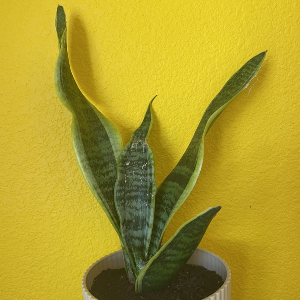 Snake Plant plant photo by @mirandaaplanet named Sevory Snek on Greg, the plant care app.