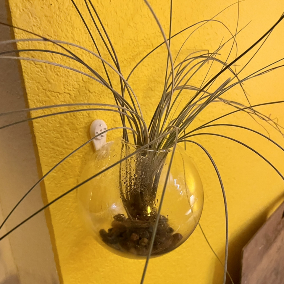 Tillandsia Juncea plant in a glass container mounted on a yellow wall.