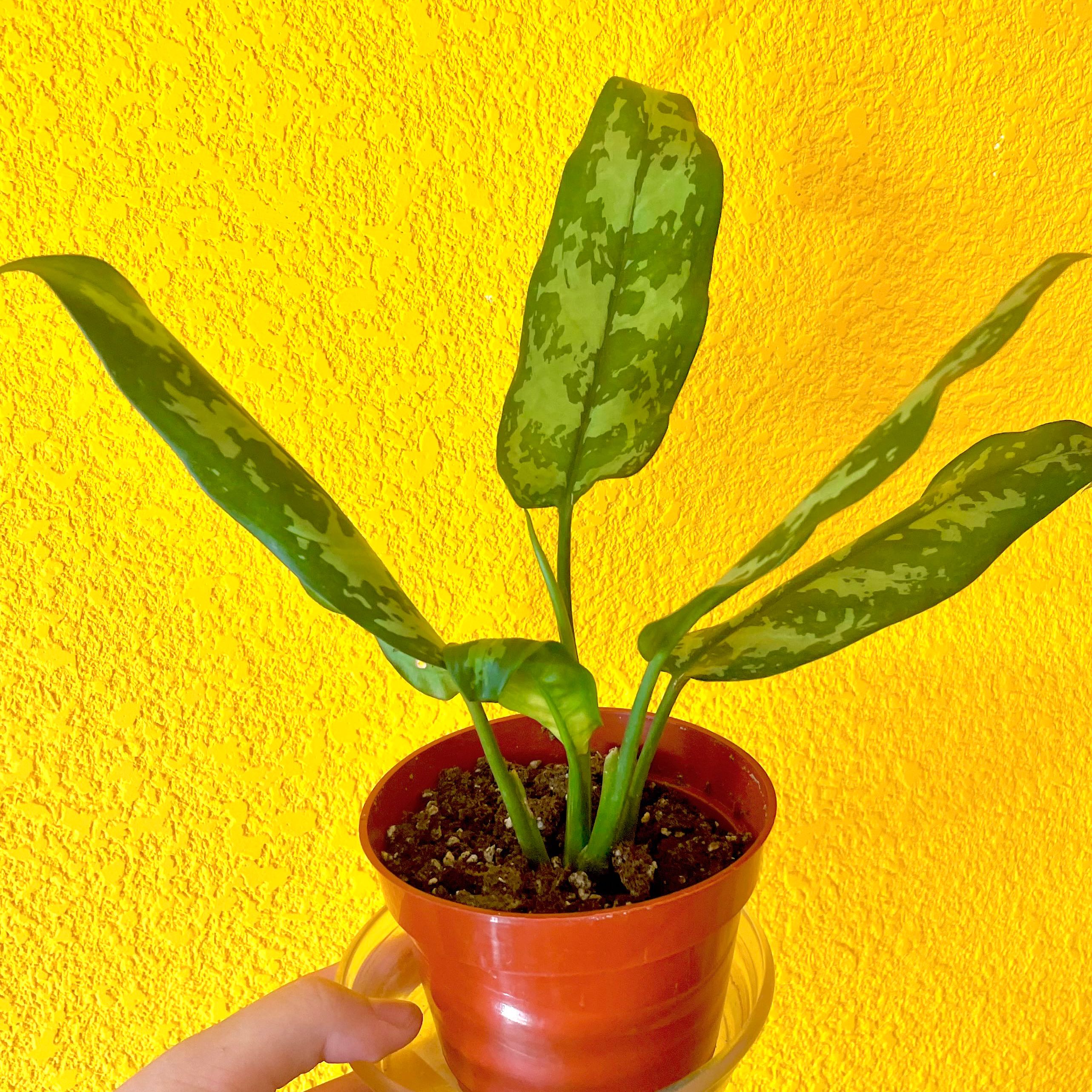 Aglaonema 'Emerald Beauty' plant in a pot held by a hand against a yellow wall.