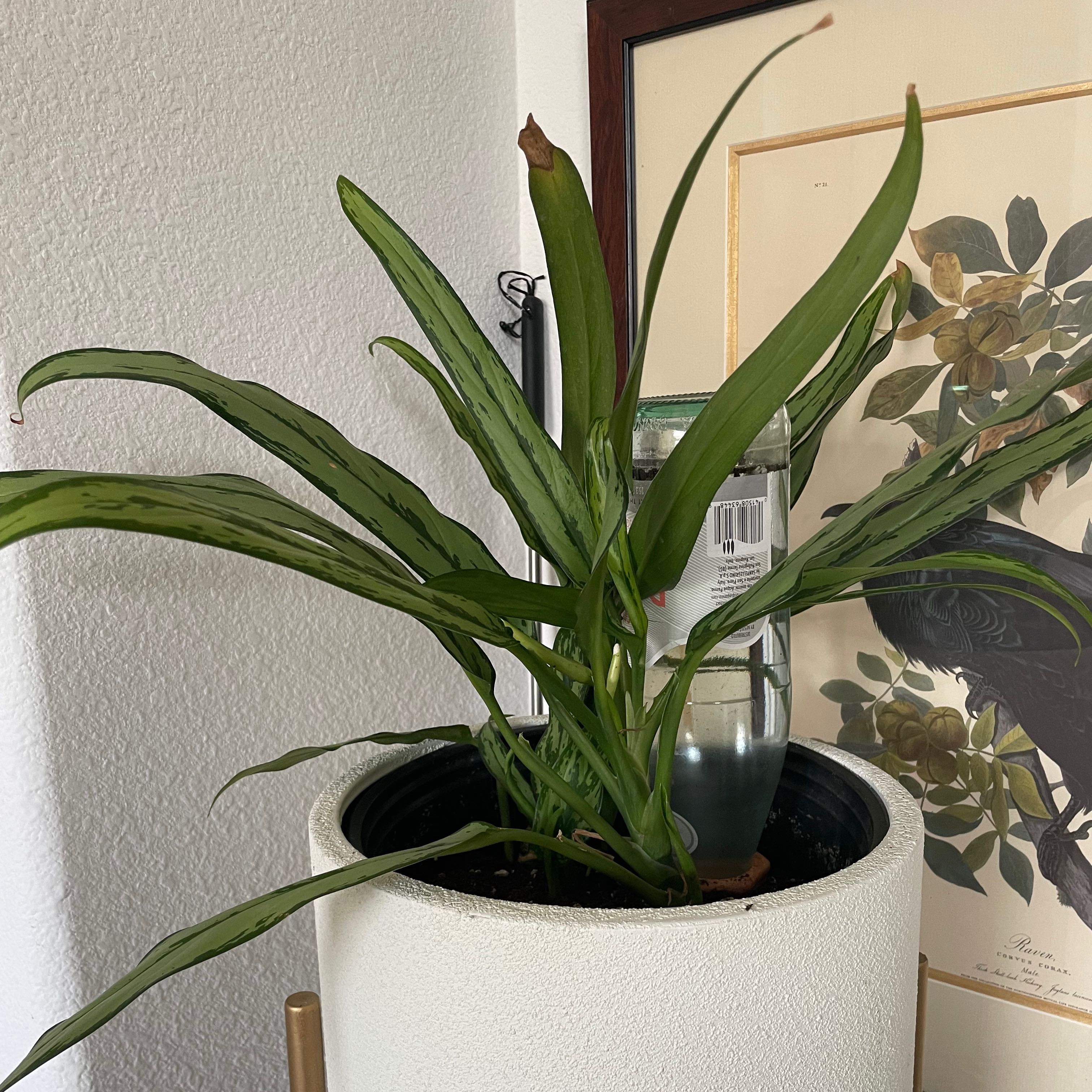 Aglaonema 'Cutlass' plant in a white pot with slight browning on one leaf tip.
