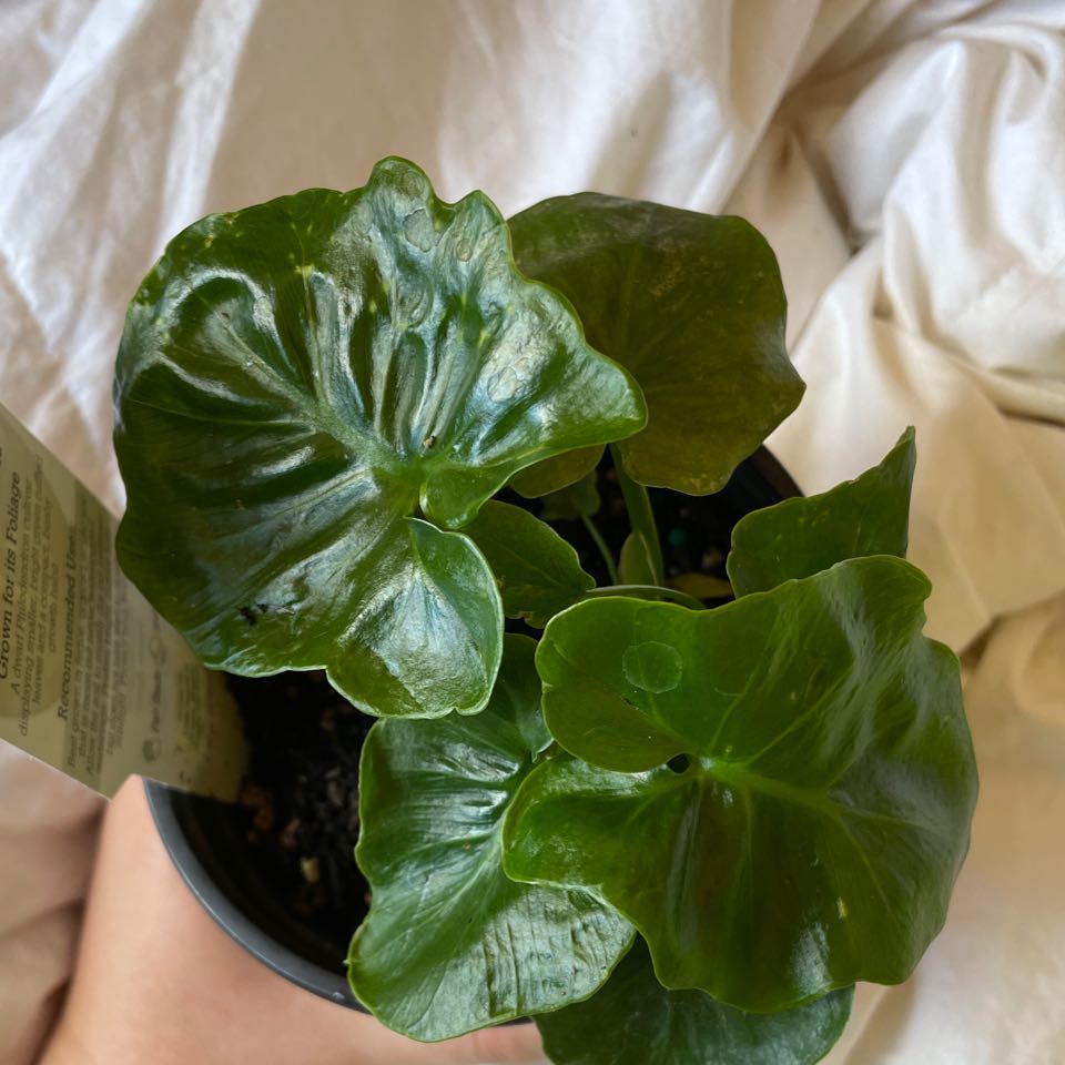 Philodendron 'Super Atom' plant with healthy, glossy green leaves in a pot.