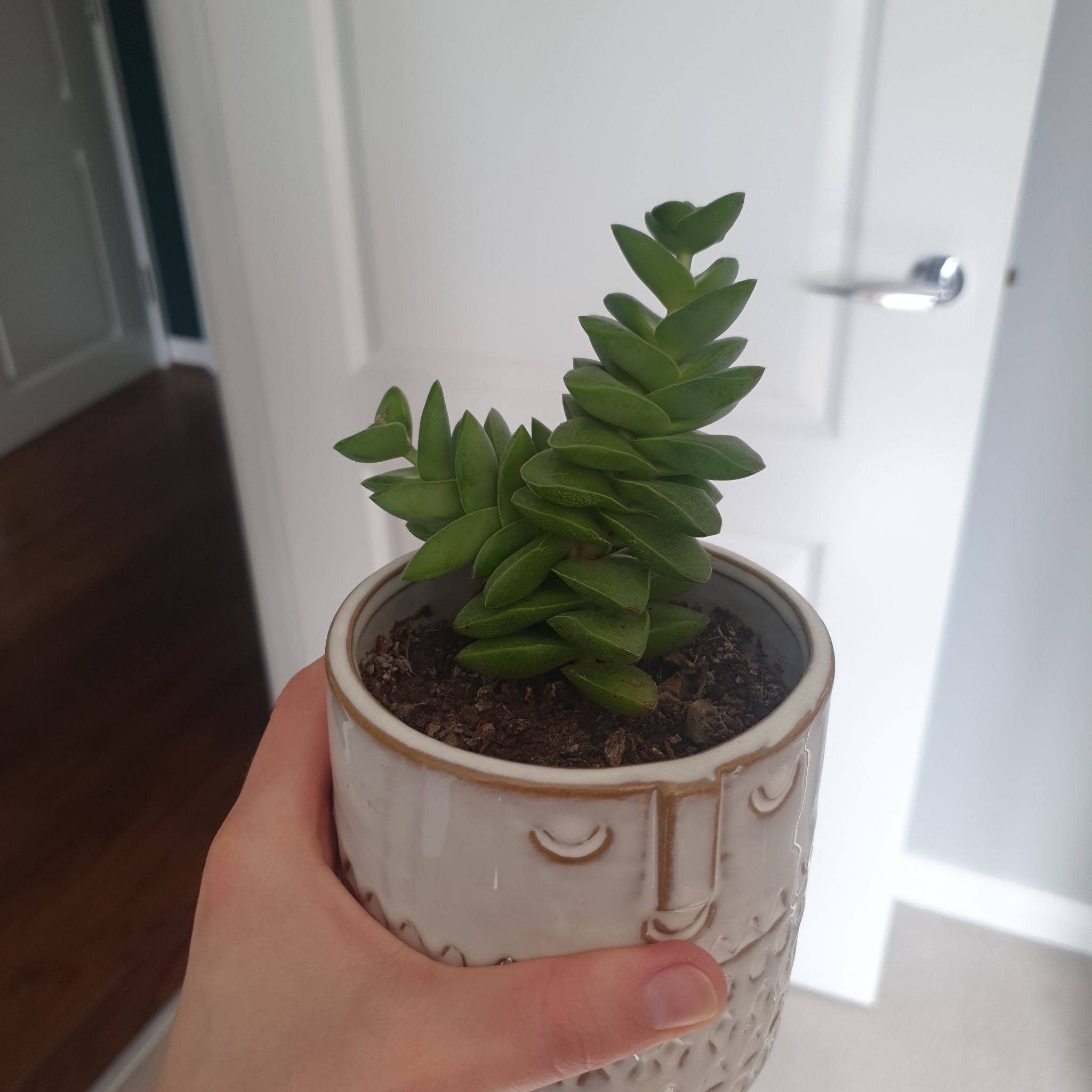 Crassula 'Springtime' plant in a decorative pot held by a hand.