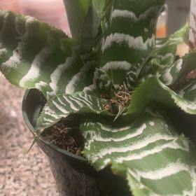 Photo of the plant species Marbled Agave by @StandupEmoryoak named Forrest on Greg, the plant care app