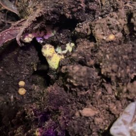 Photo of the plant species Carolina Mosquitofern by @BustlingBlueash named Forrest on Greg, the plant care app