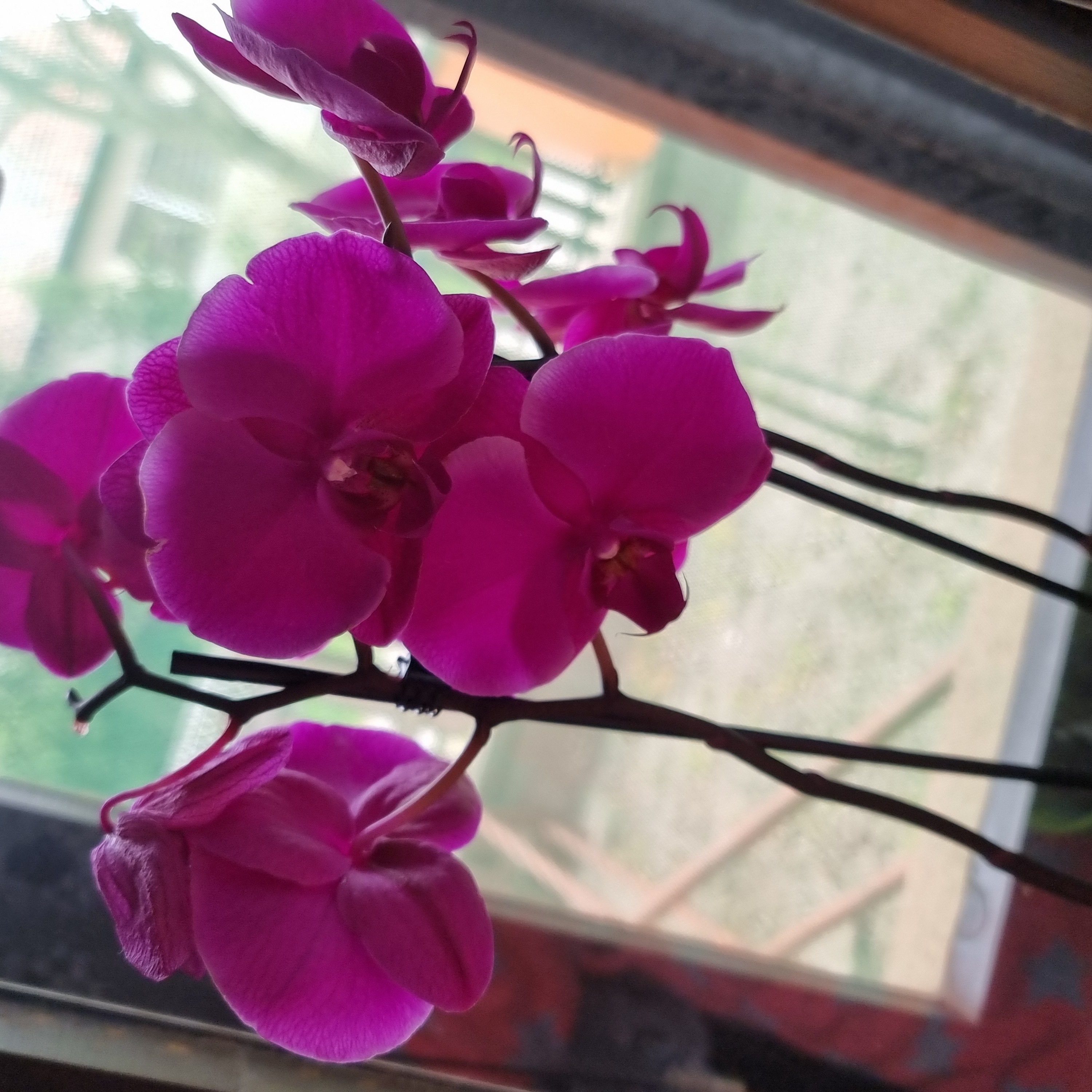 Aphrodite's Phalaenopsis orchid with vibrant pink flowers in focus.