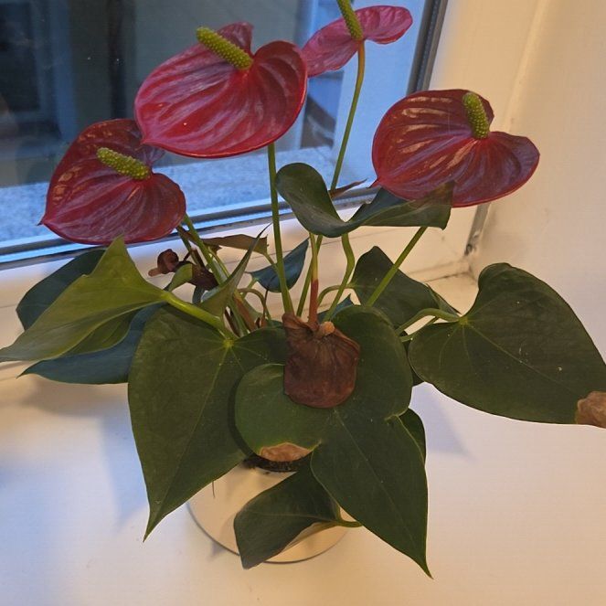 Anthurium