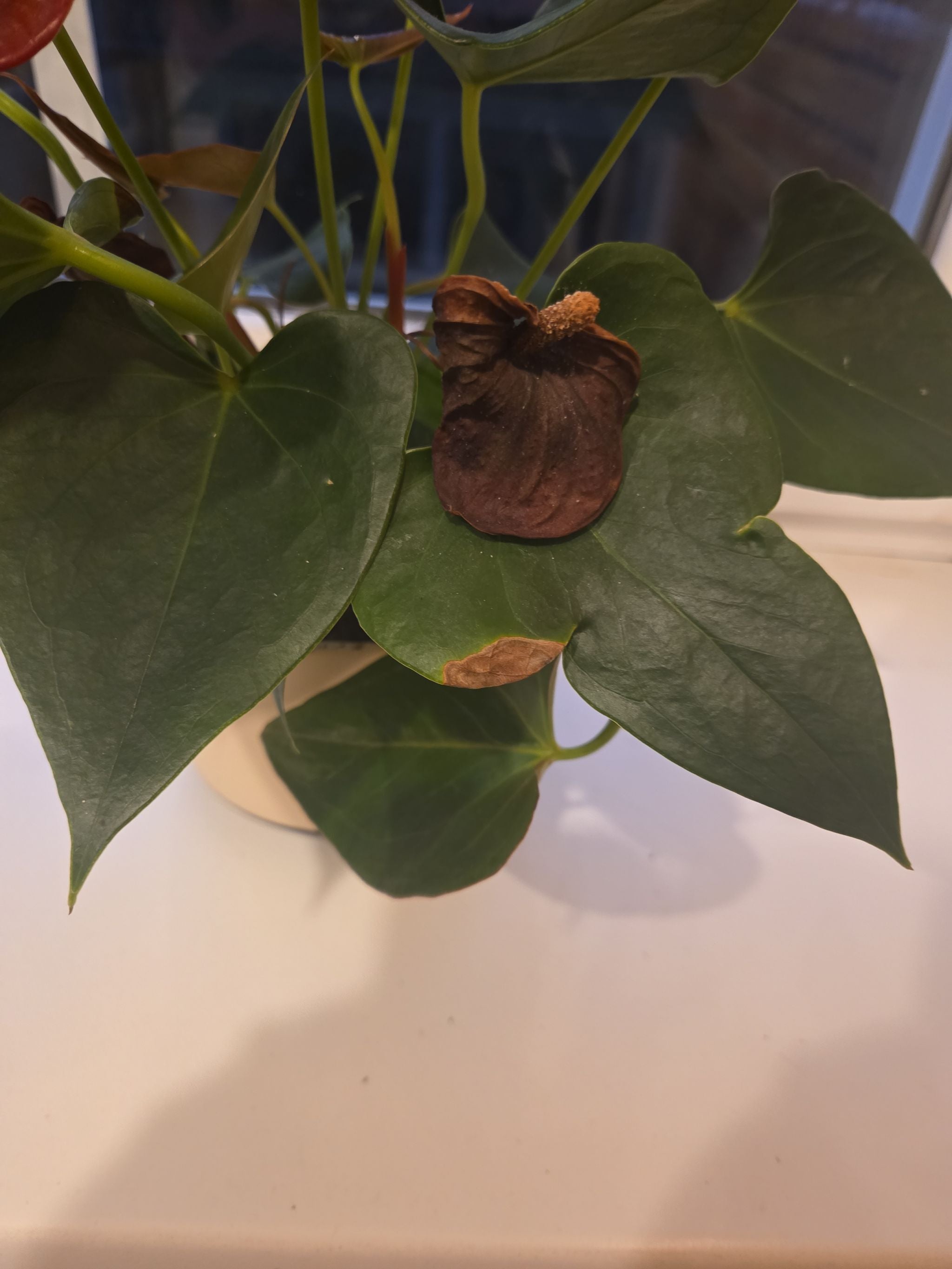 Dorayaki X Magnificum Plant Care: Water, Light, Nutrients | Greg