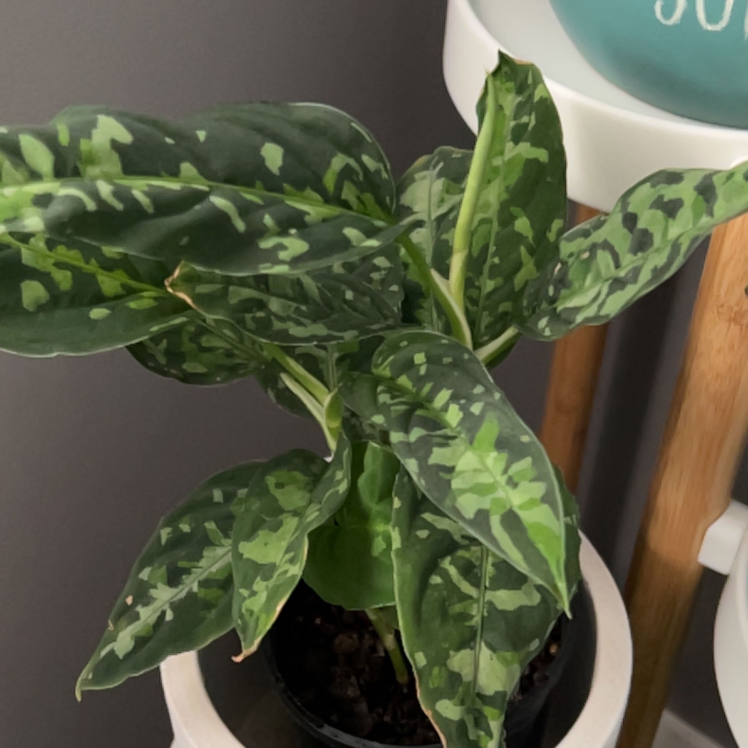 Aglaonema 'Tricolor' plant with variegated green leaves in a pot.