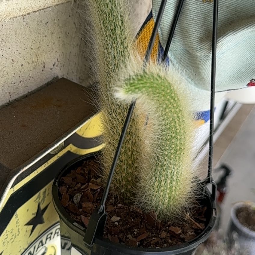 Monkey Tail Cactus in a small pot with visible soil, appears healthy.