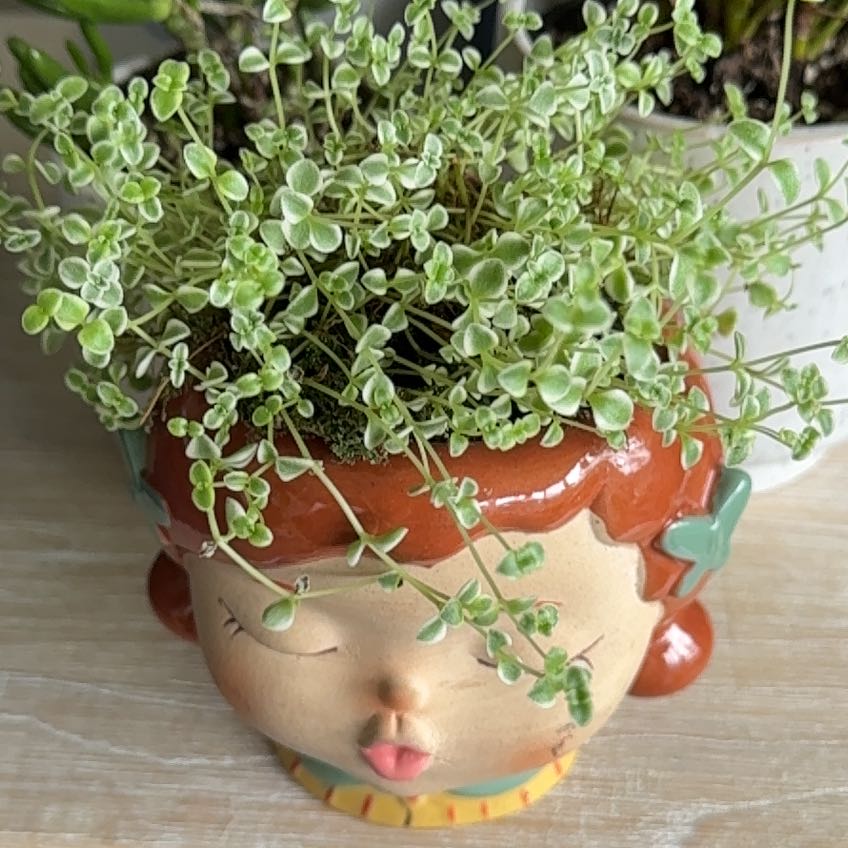 Healthy Crassula Pellucida plant with heart-shaped variegated leaves growing in a colorful ceramic face pot.