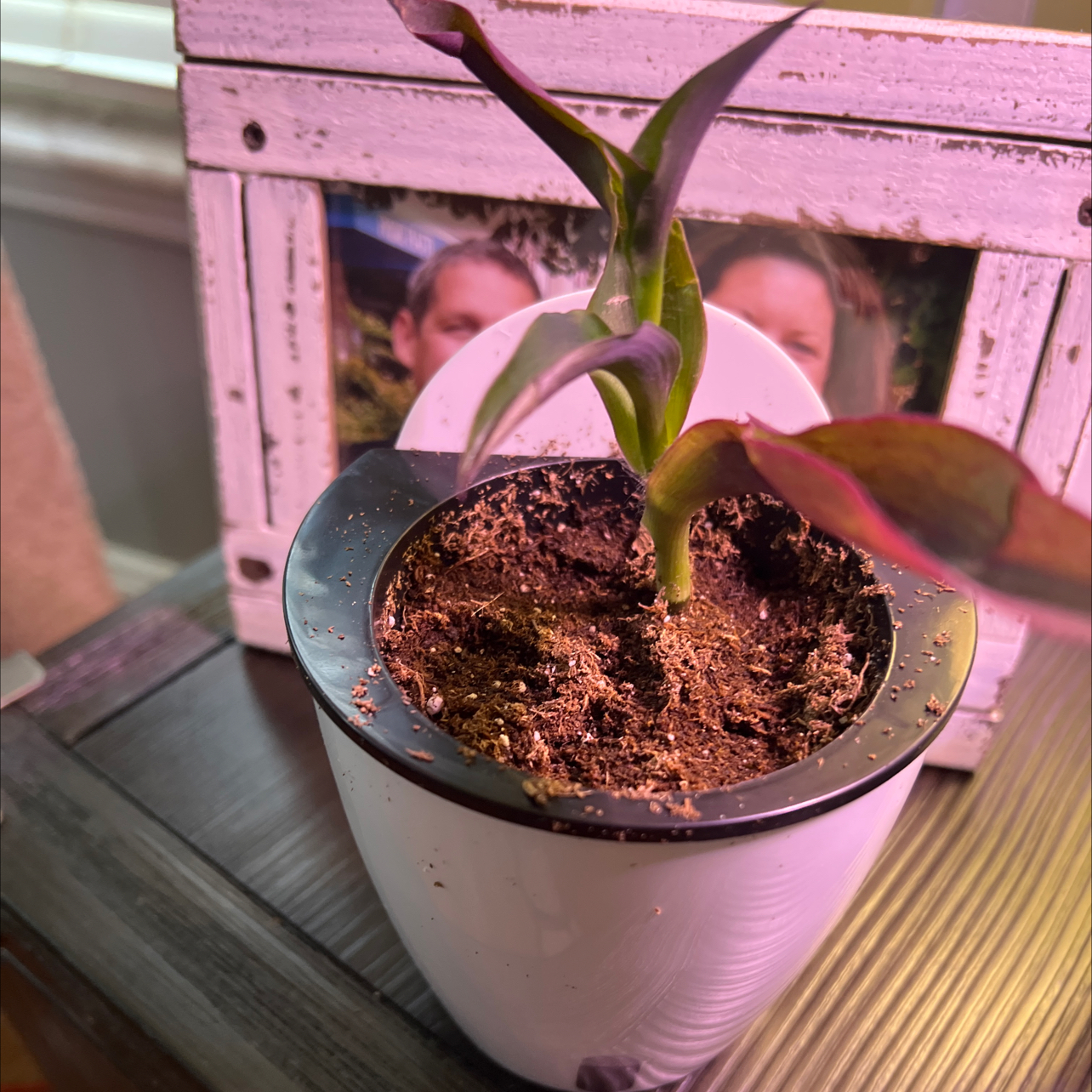 Wandering Dude 'Burgundy' plant in a white pot with visible soil.