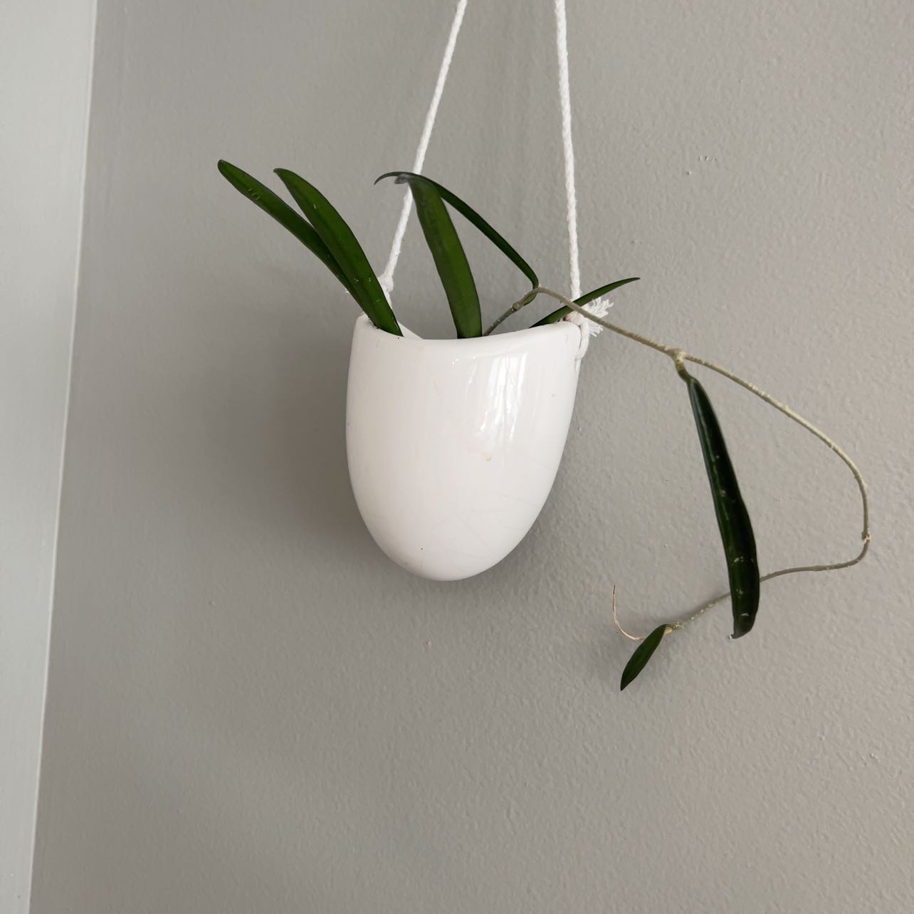 Hoya shepherdii plant in a white hanging pot against a plain wall.
