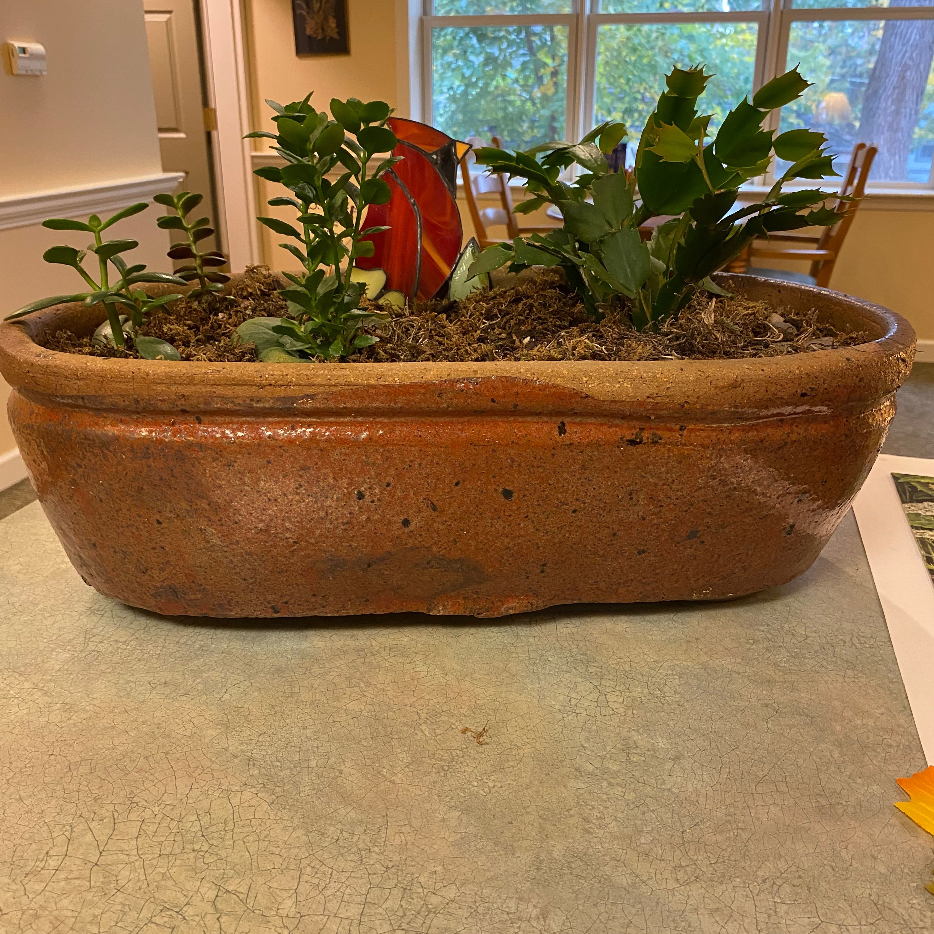 Rectangular planter with multiple healthy succulent plants and visible soil.