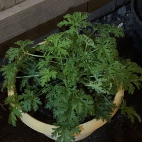 Photo of the plant species Citronella mucronata by @PlenaryMango named Bowser on Greg, the plant care app