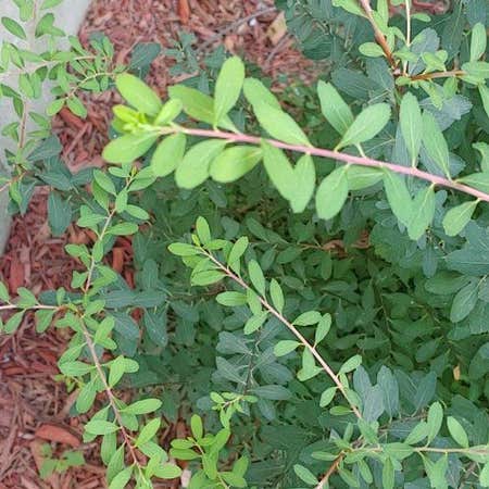 Photo of the plant species Birchleaf Spirea by @KeyGreen named Spidy on Greg, the plant care app