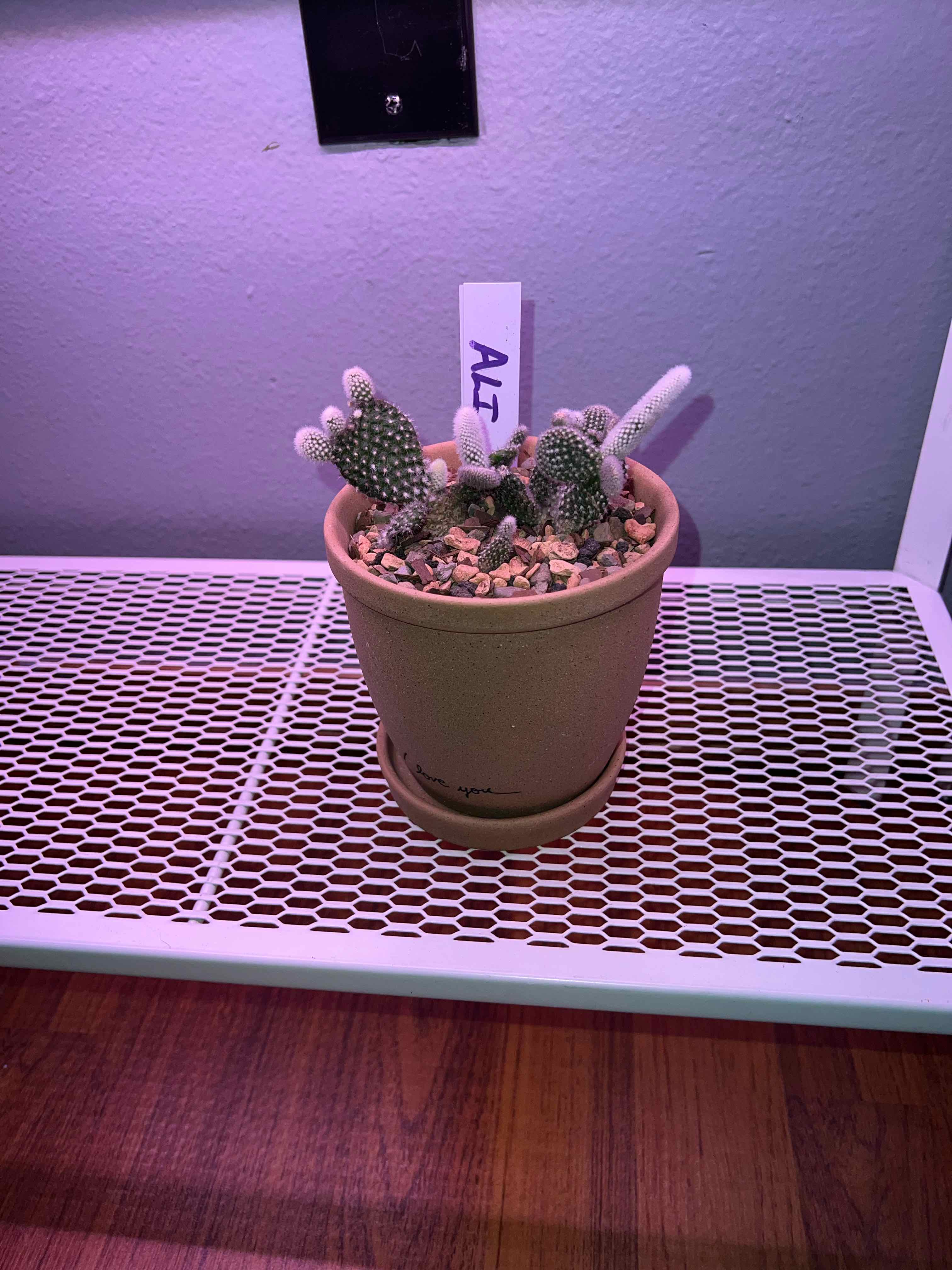 Photo of the plant species Angel Wings Cactus by @ahendersonn named Ali on Greg, the plant care app