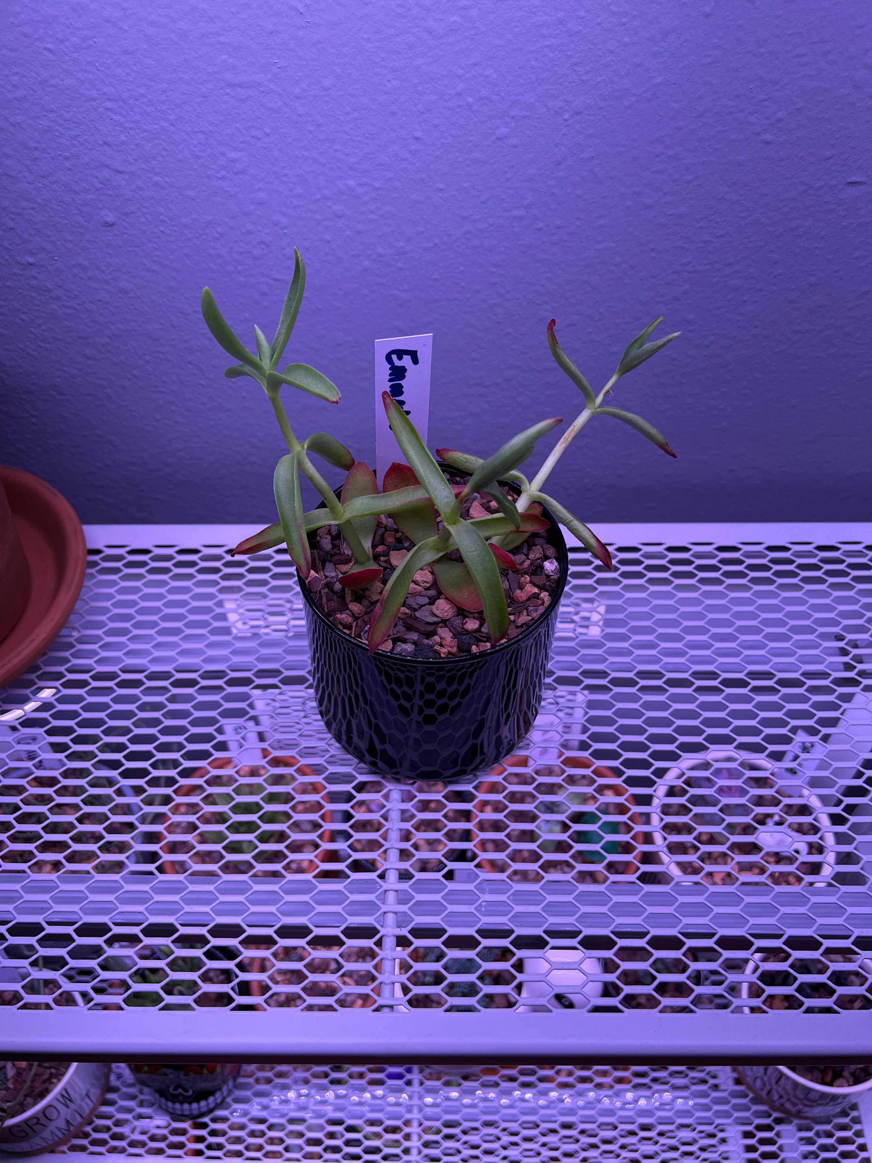Crassula capitella 'Campfire' plant in a pot on a wire shelf with slight browning at leaf tips.