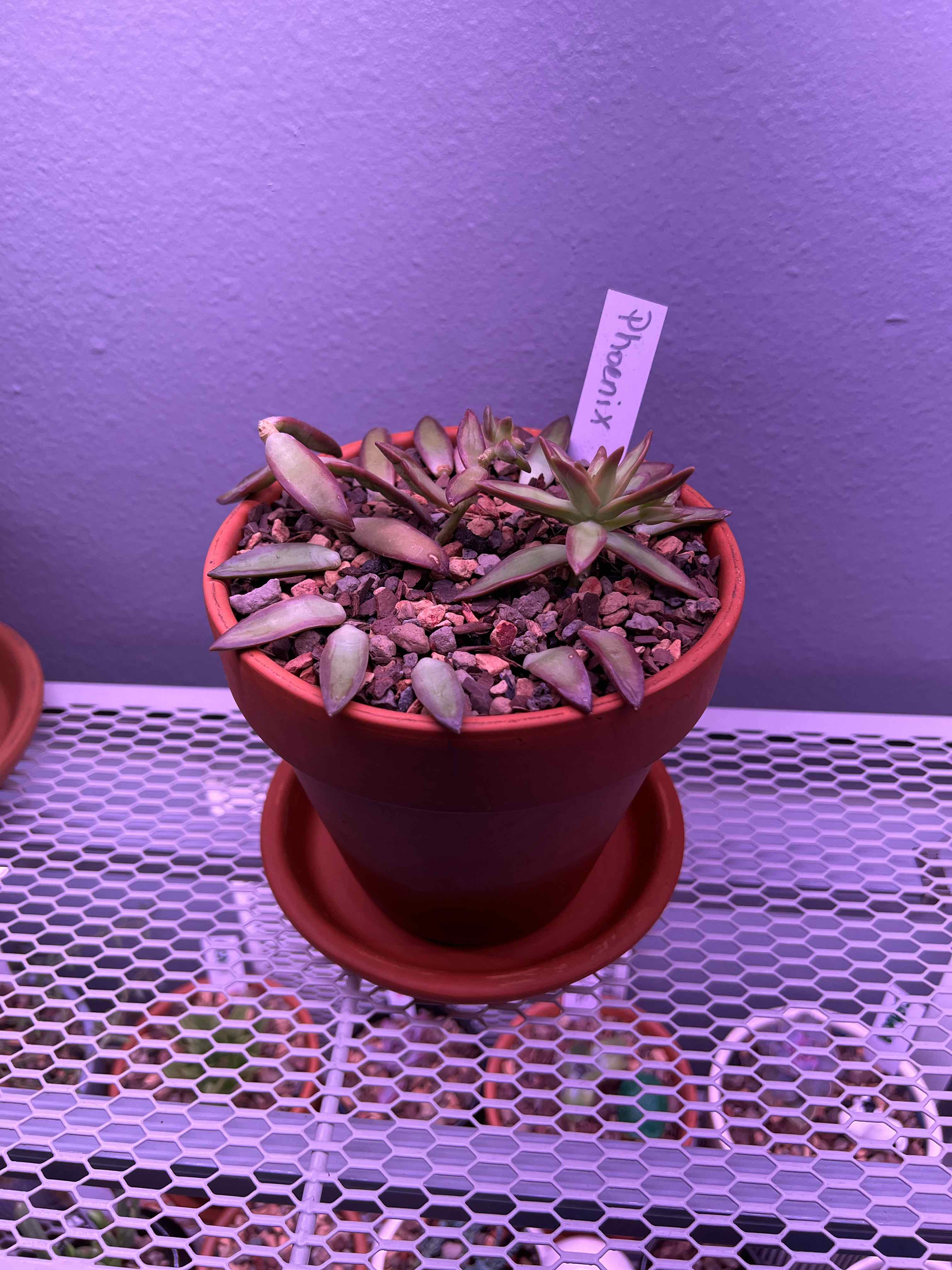 Potted Sedum 'Firestorm' plant under purple lighting, healthy with visible soil.