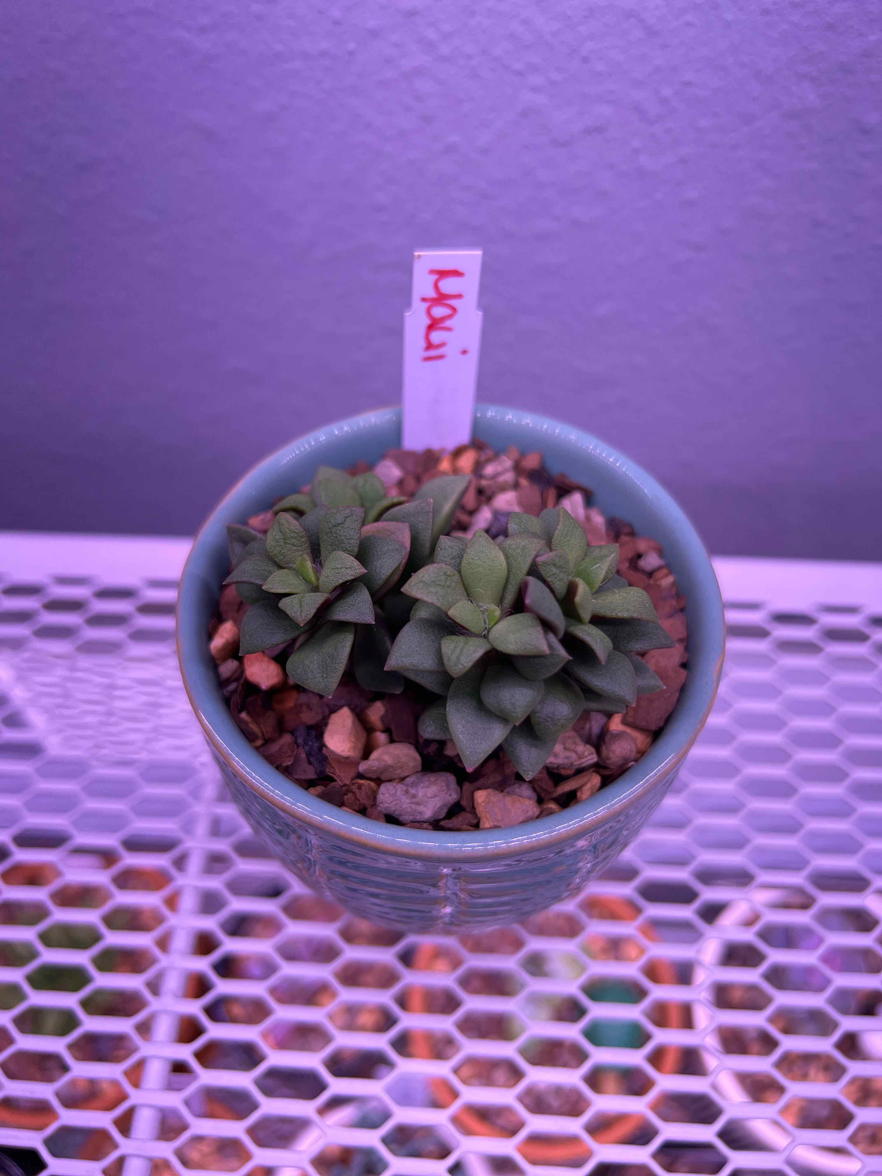 Potted Anacampseros 'Sunrise' plant with healthy green leaves and pebble-covered soil.