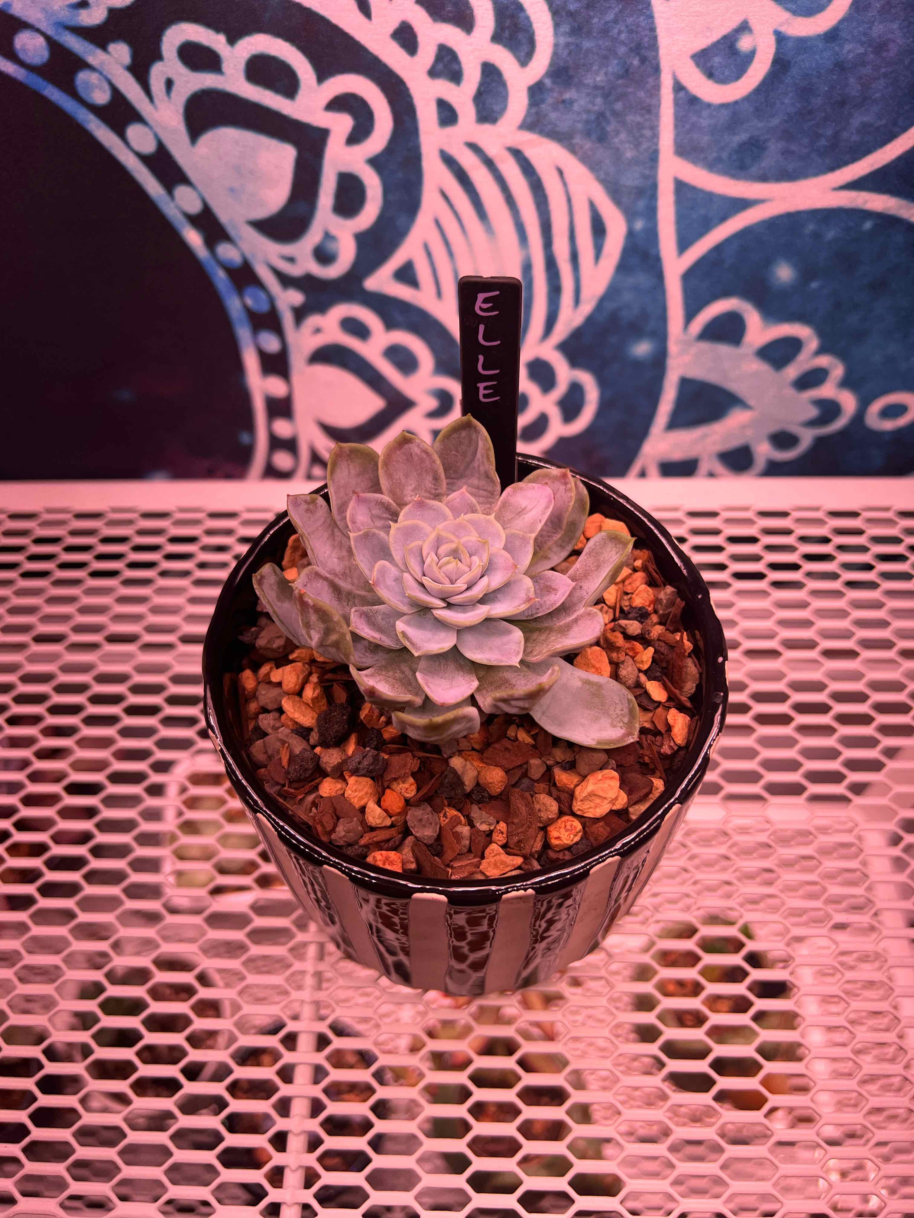 Potted Echeveria 'Arctic Ice' on a white mesh surface with a decorative background.