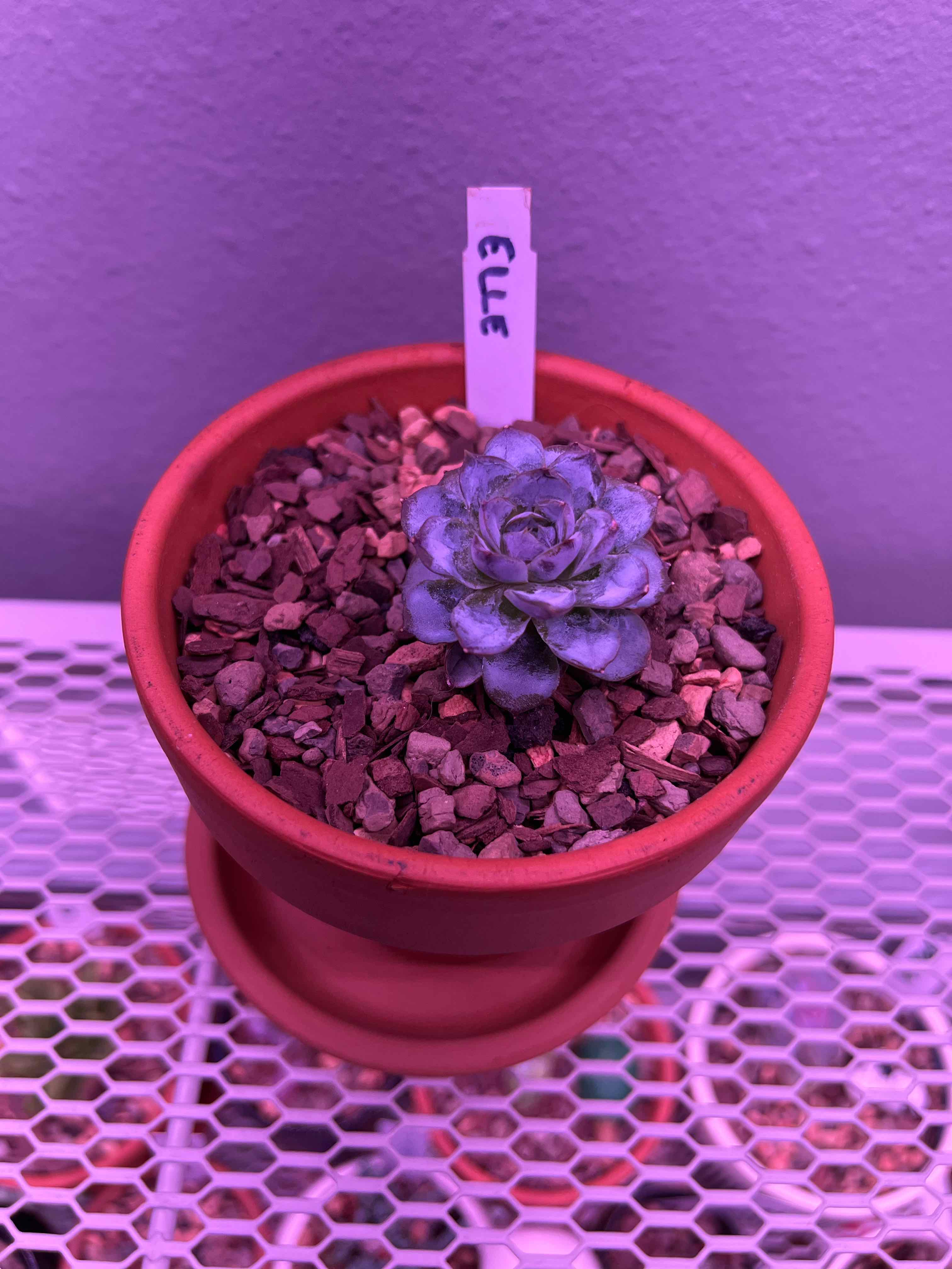 Echeveria 'Arctic Ice' succulent in a terracotta pot with rocky soil, well-framed and in focus.