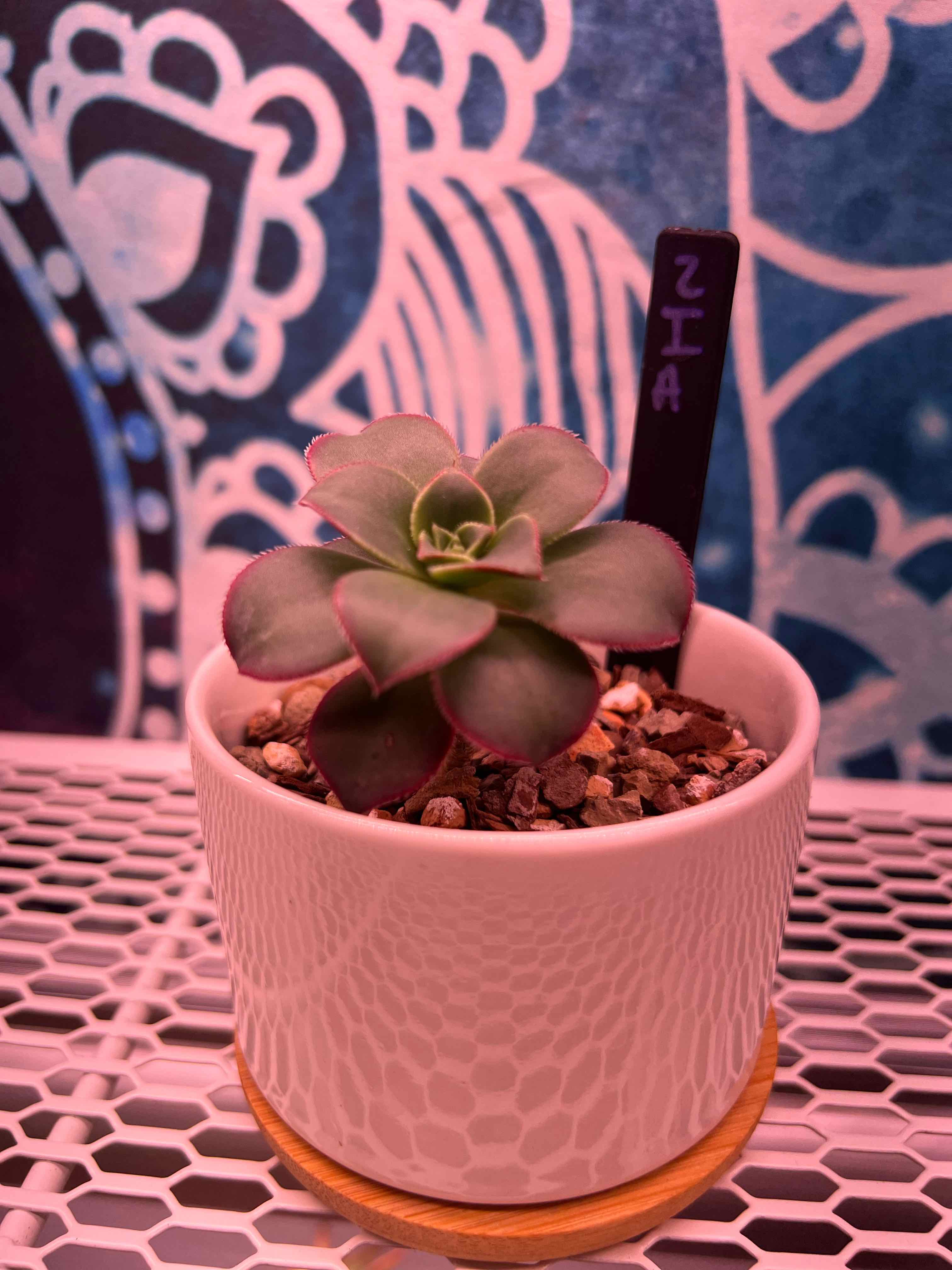 Potted Aeonium 'Kiwi' plant on a patterned surface with a decorative background.