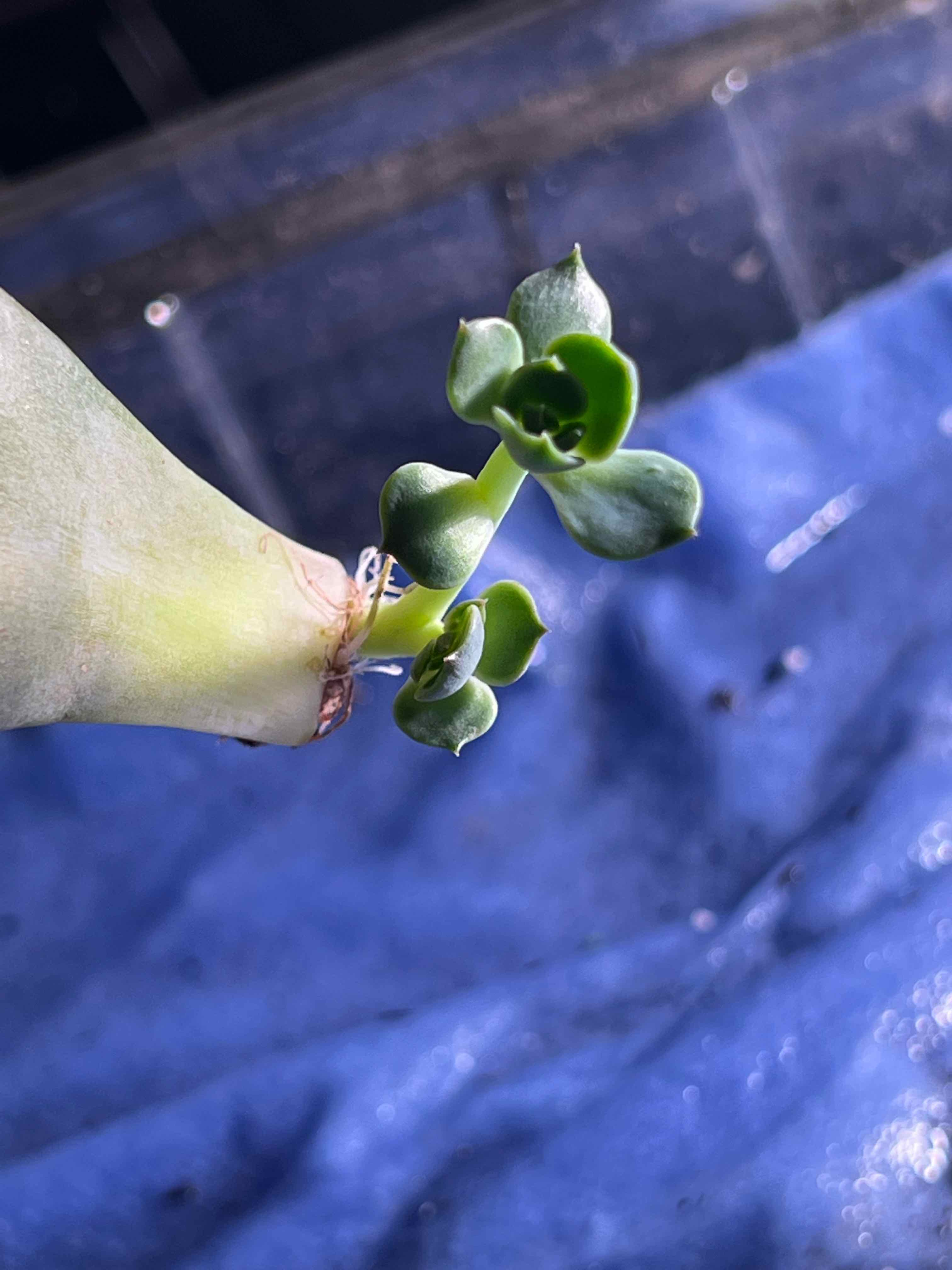 Young Echeveria 'Dusty Rose' plant with healthy green leaves on a blue surface.