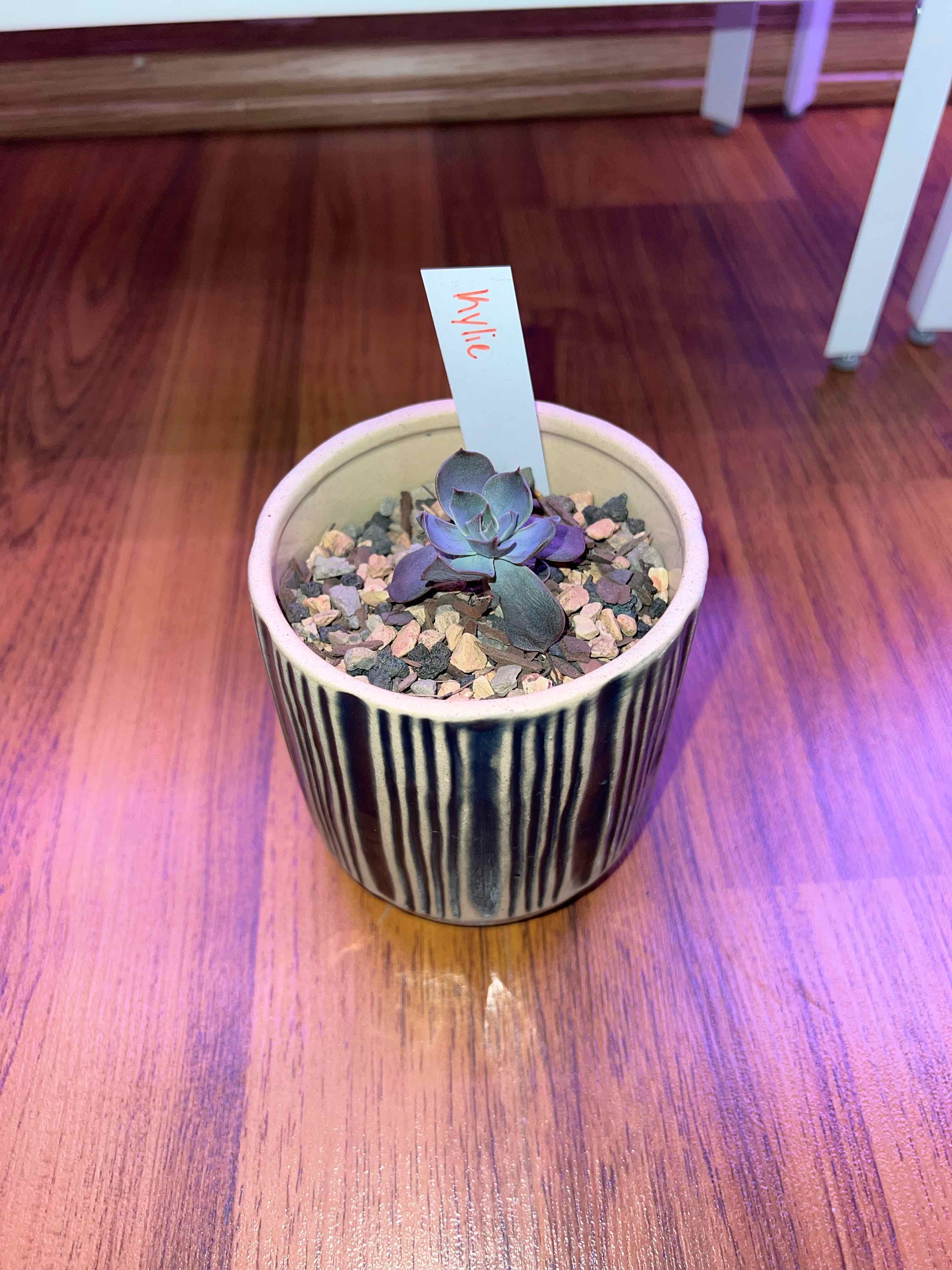 Echeveria 'Dusty Rose' succulent in a pot with visible soil, healthy appearance.