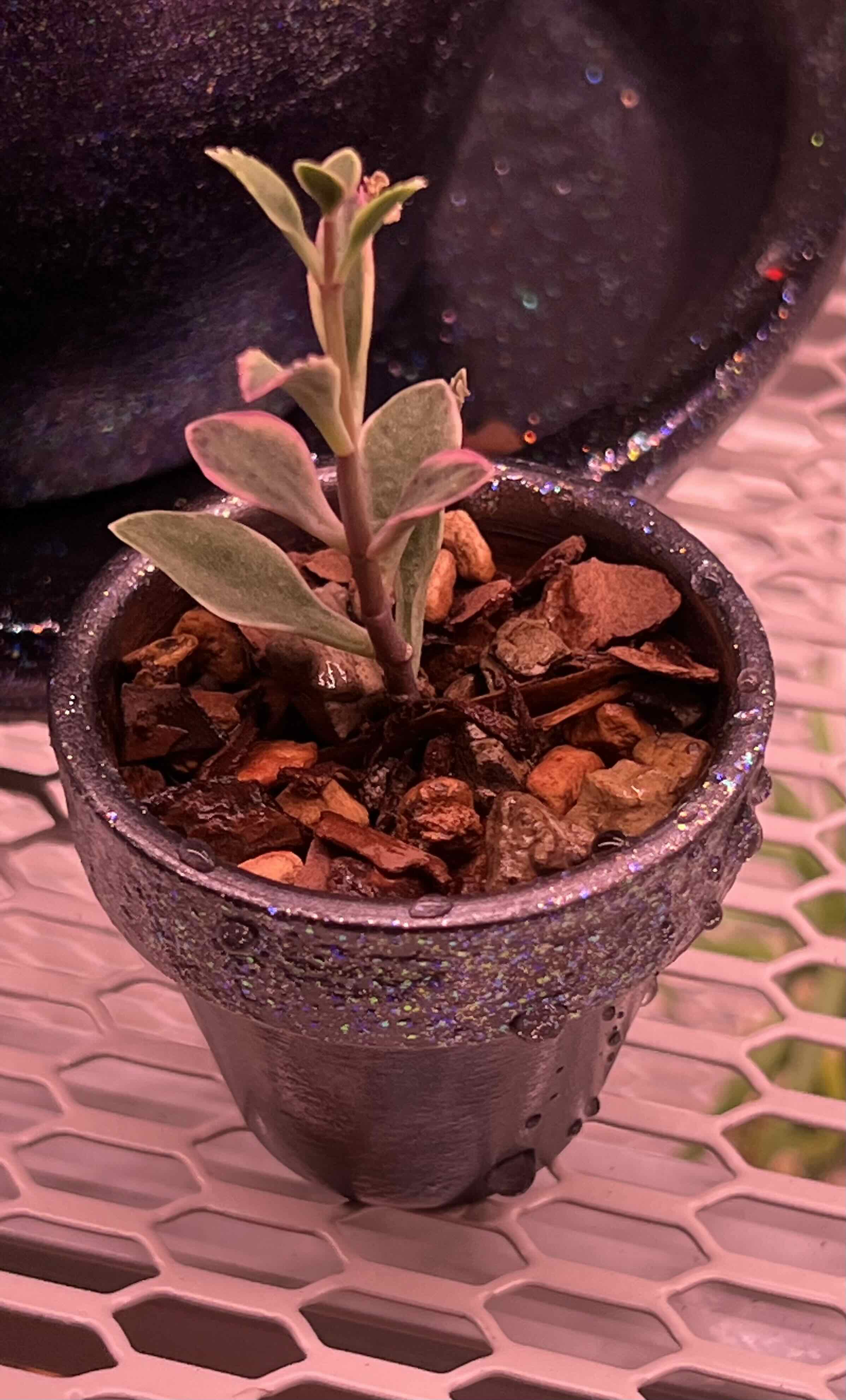 Kalanchoe 'Pink Butterflies' plant in a decorative pot with visible soil and mulch.