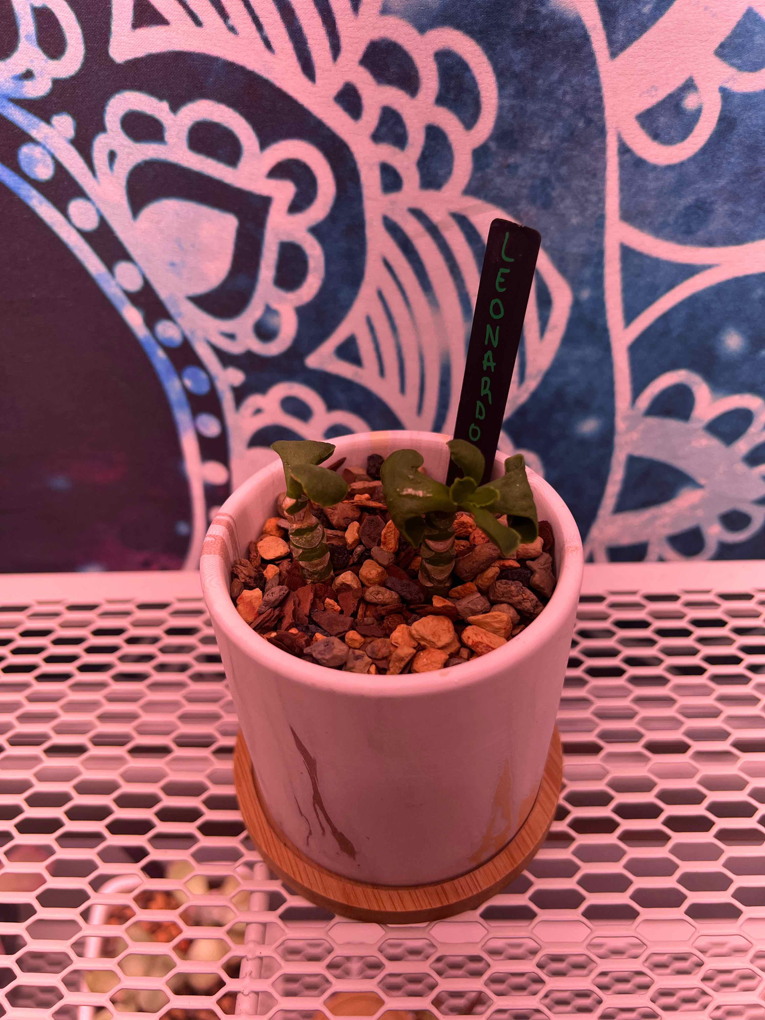 Cotyledon 'Mint Truffles' plant in a white pot with rocky soil, decorative background.
