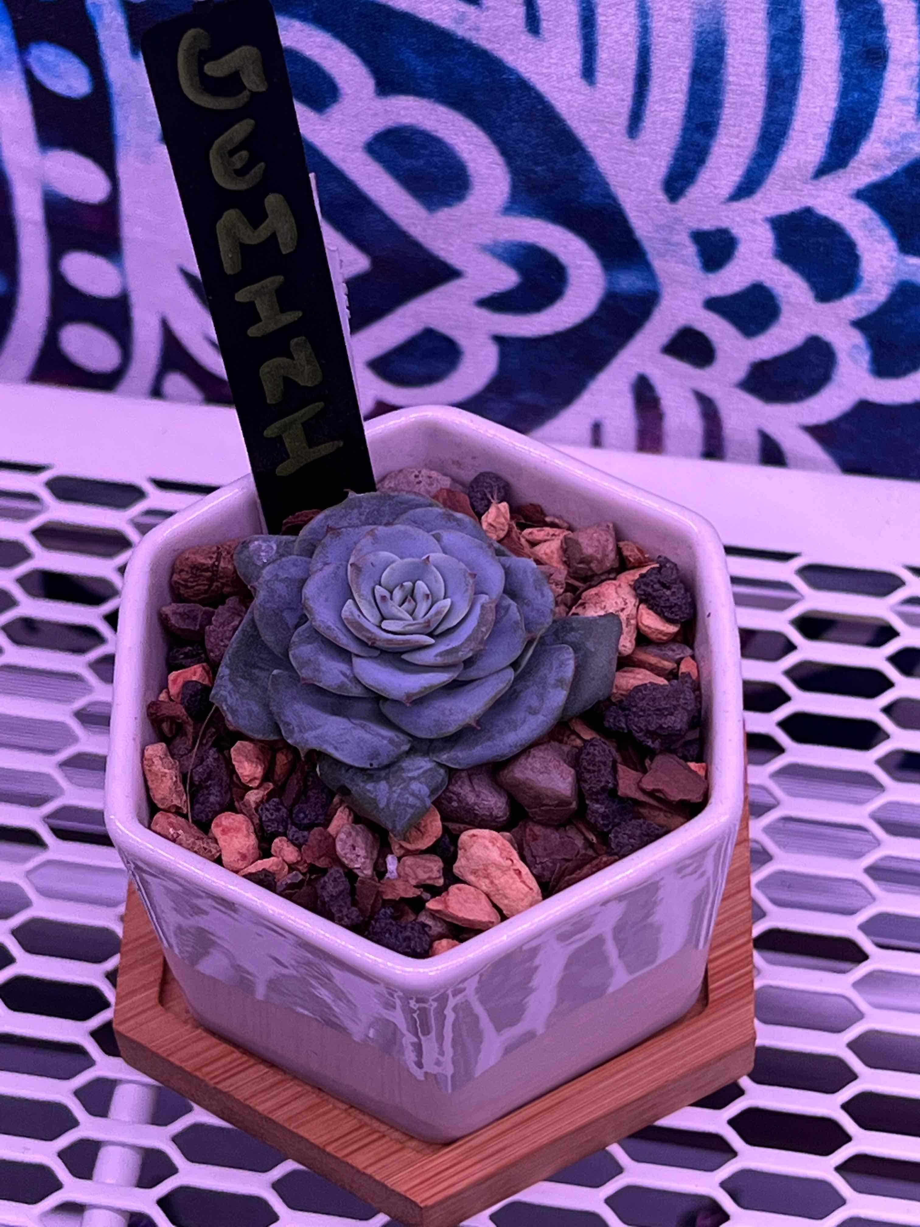 Plant care for Echeveria on Greg, the plant care app