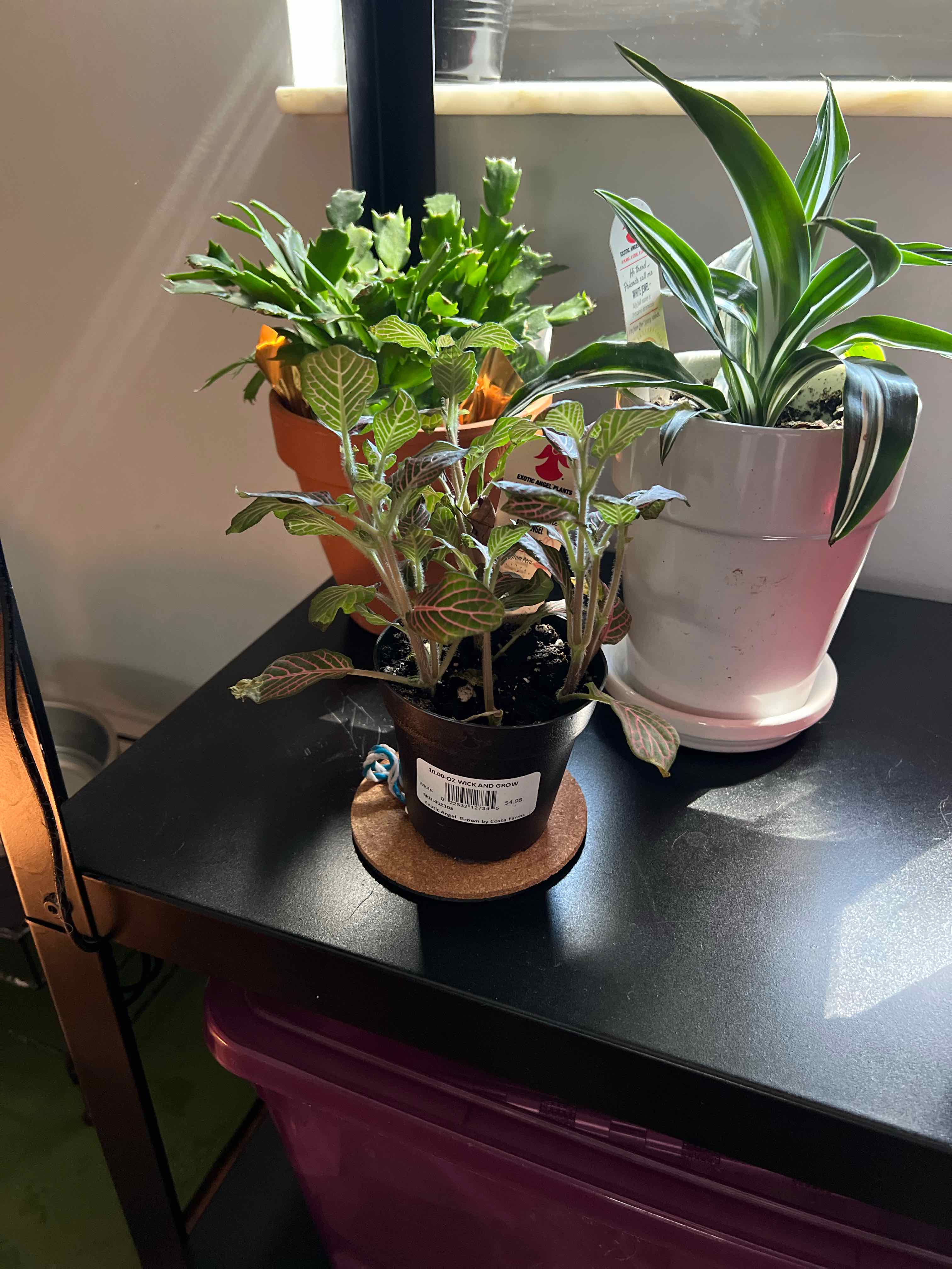 Pink Angel Nerve Plant in a pot on a table with other plants in the background.
