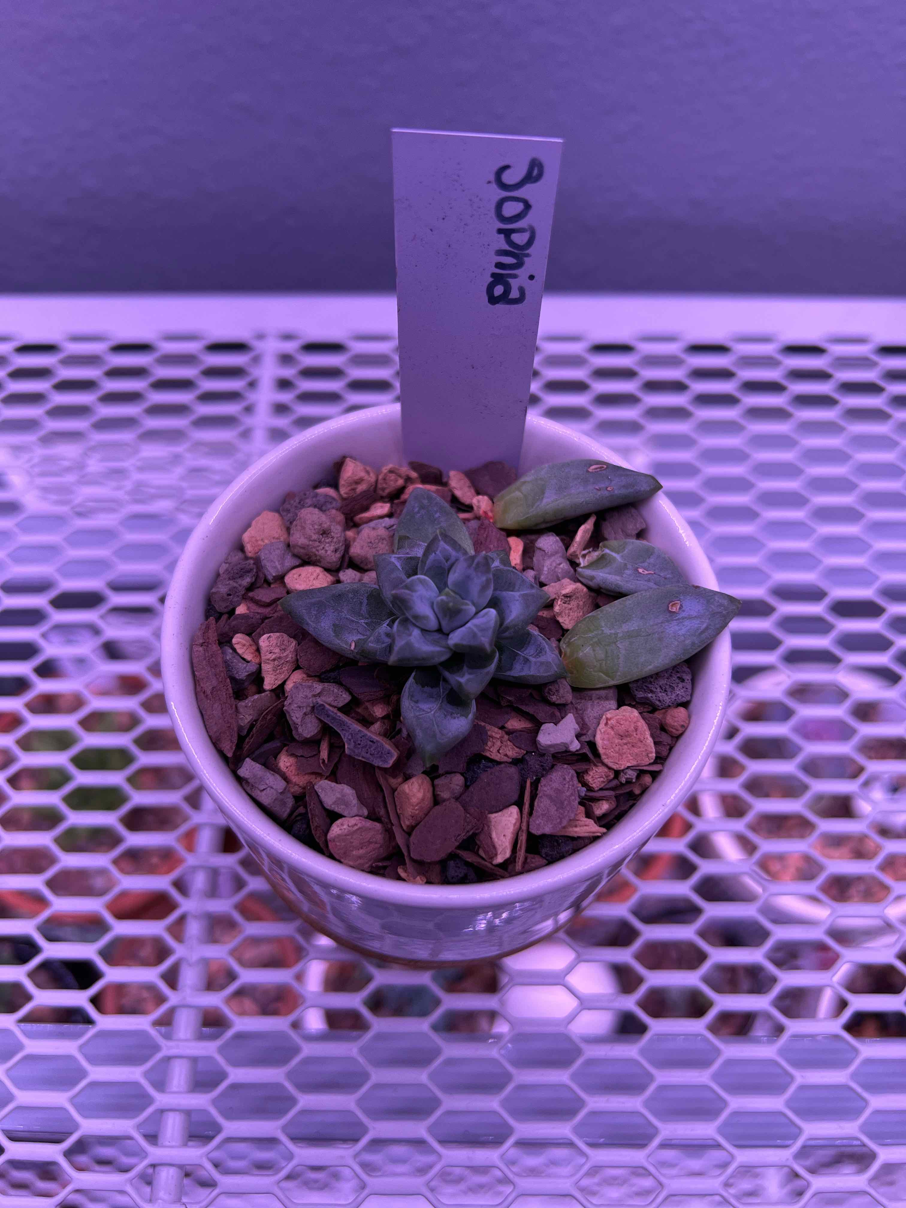 Potted Little Jewel succulent labeled 'Sophia' with some yellowing and browning leaves.