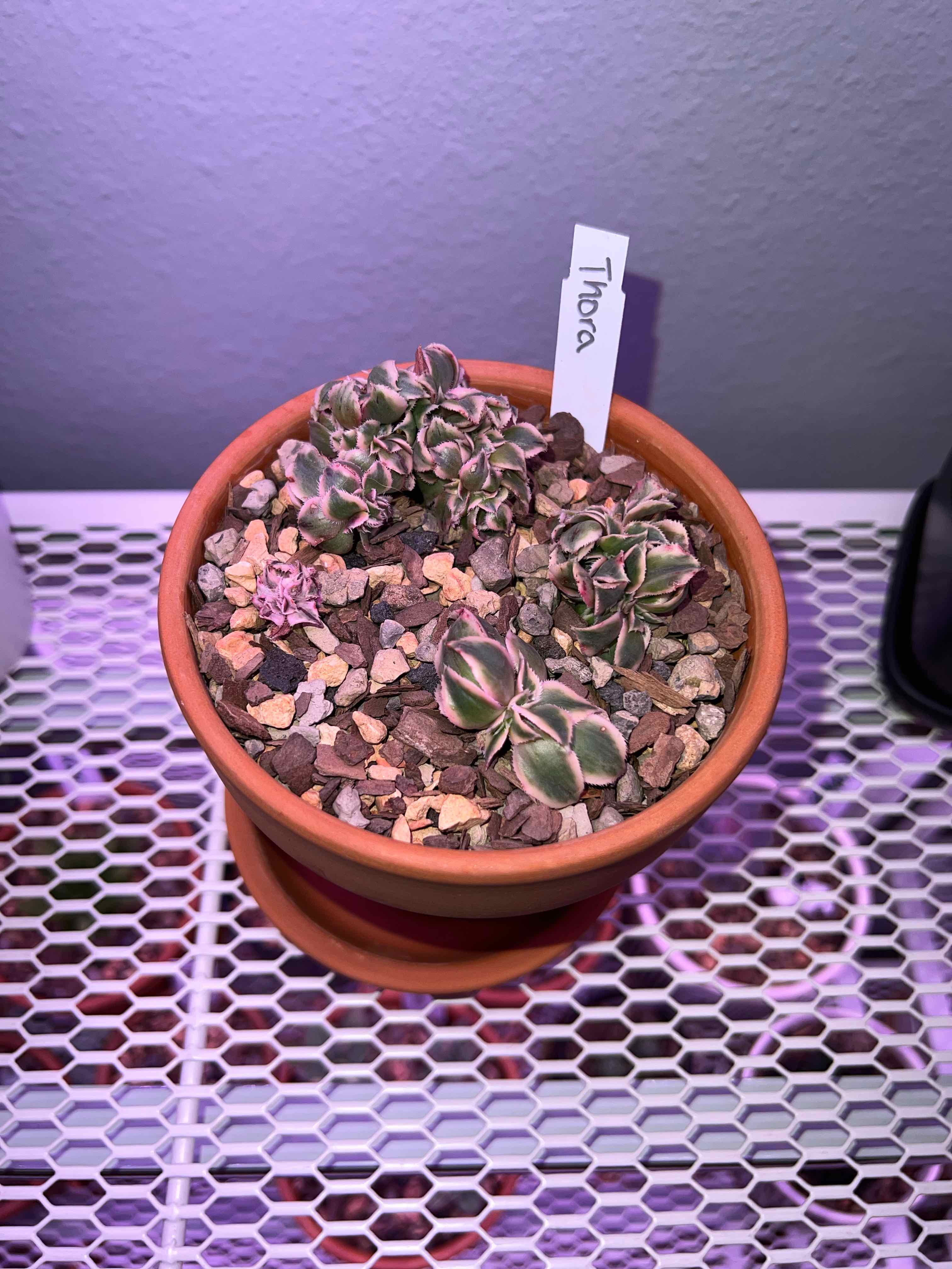 Photo of the plant species Aeonium 'Sunburst Cristatum' by @ahendersonn named Thora on Greg, the plant care app