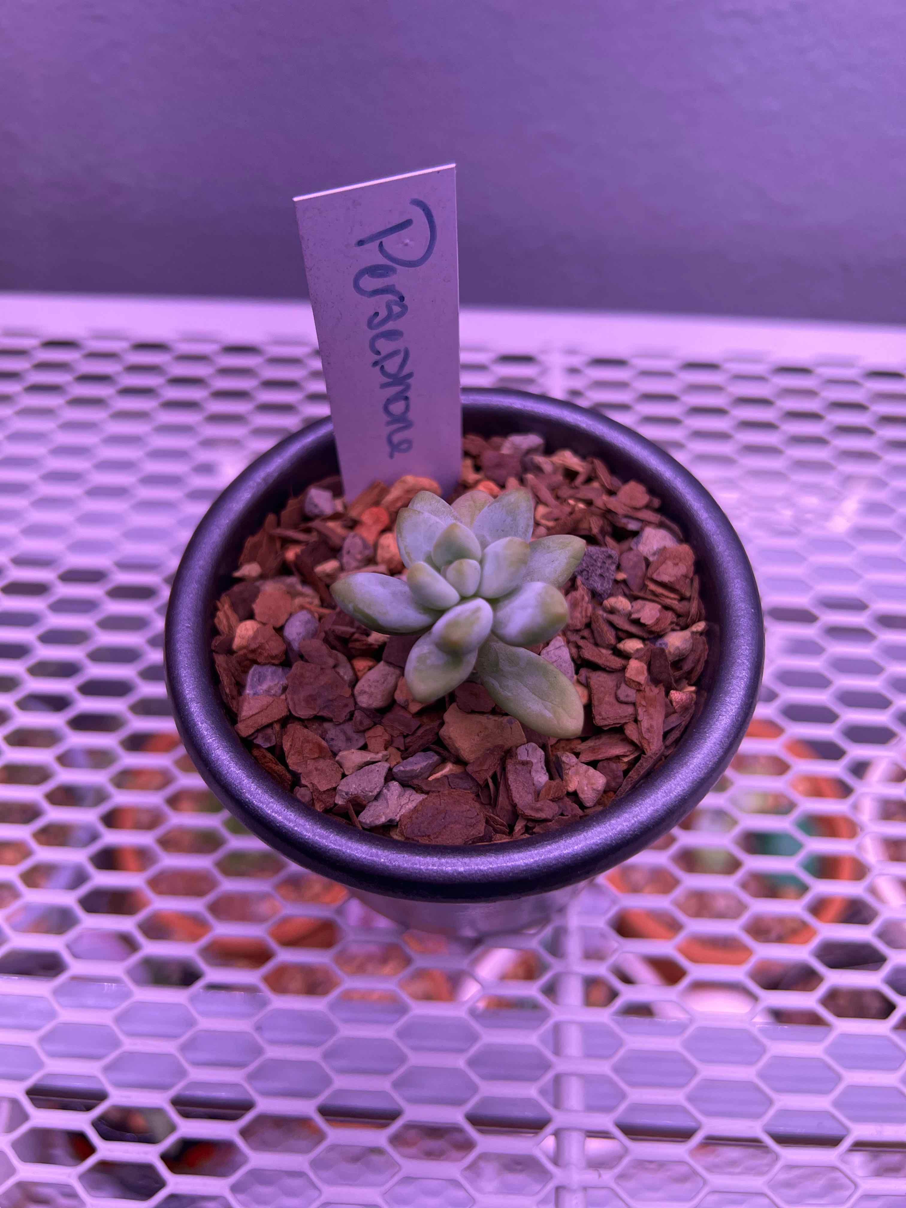 Pachyphytum hookeri succulent in a pot with rocky soil, labeled and well-centered.