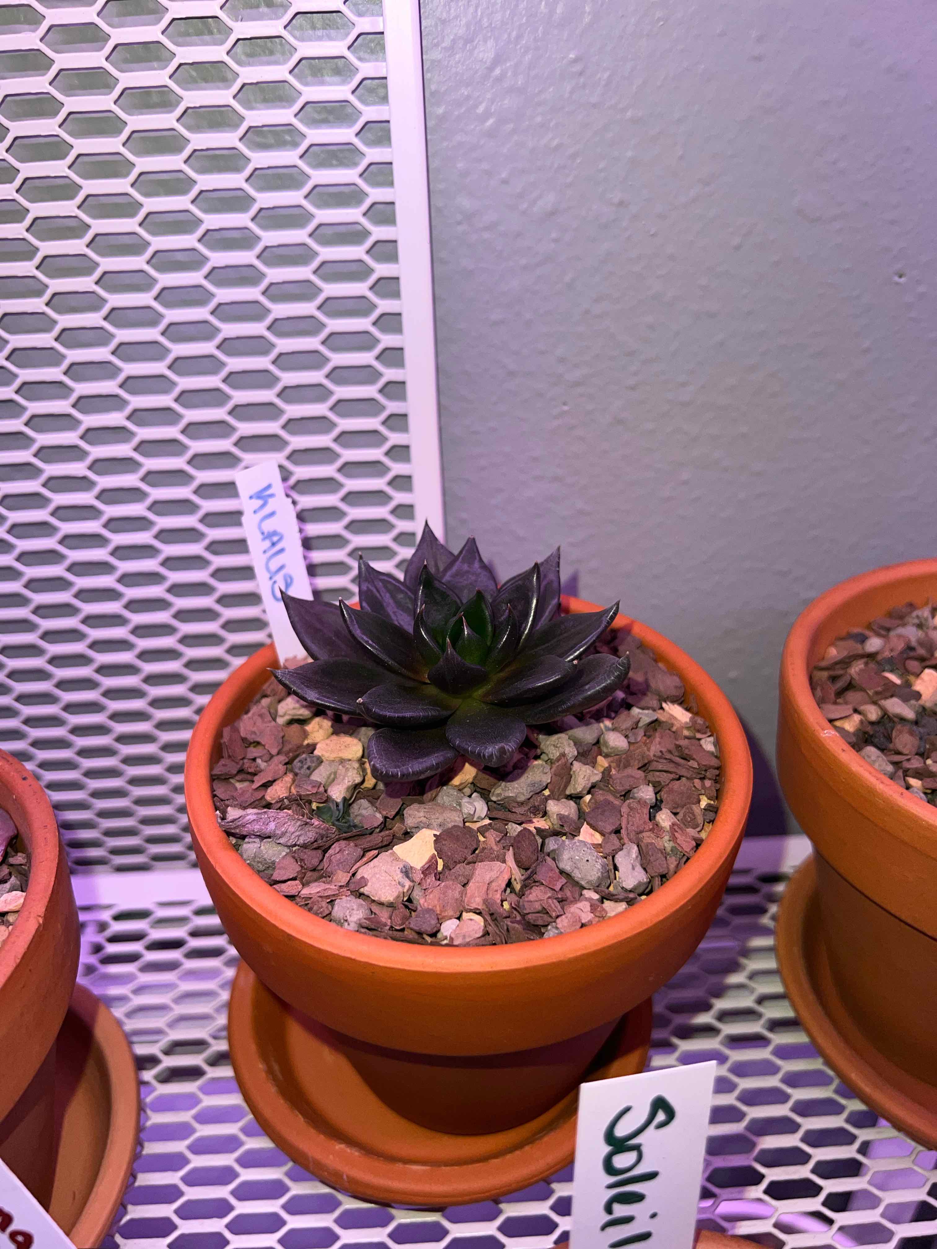 Potted Echeveria 'Black Knight' succulent with dark leaves, well-draining soil.