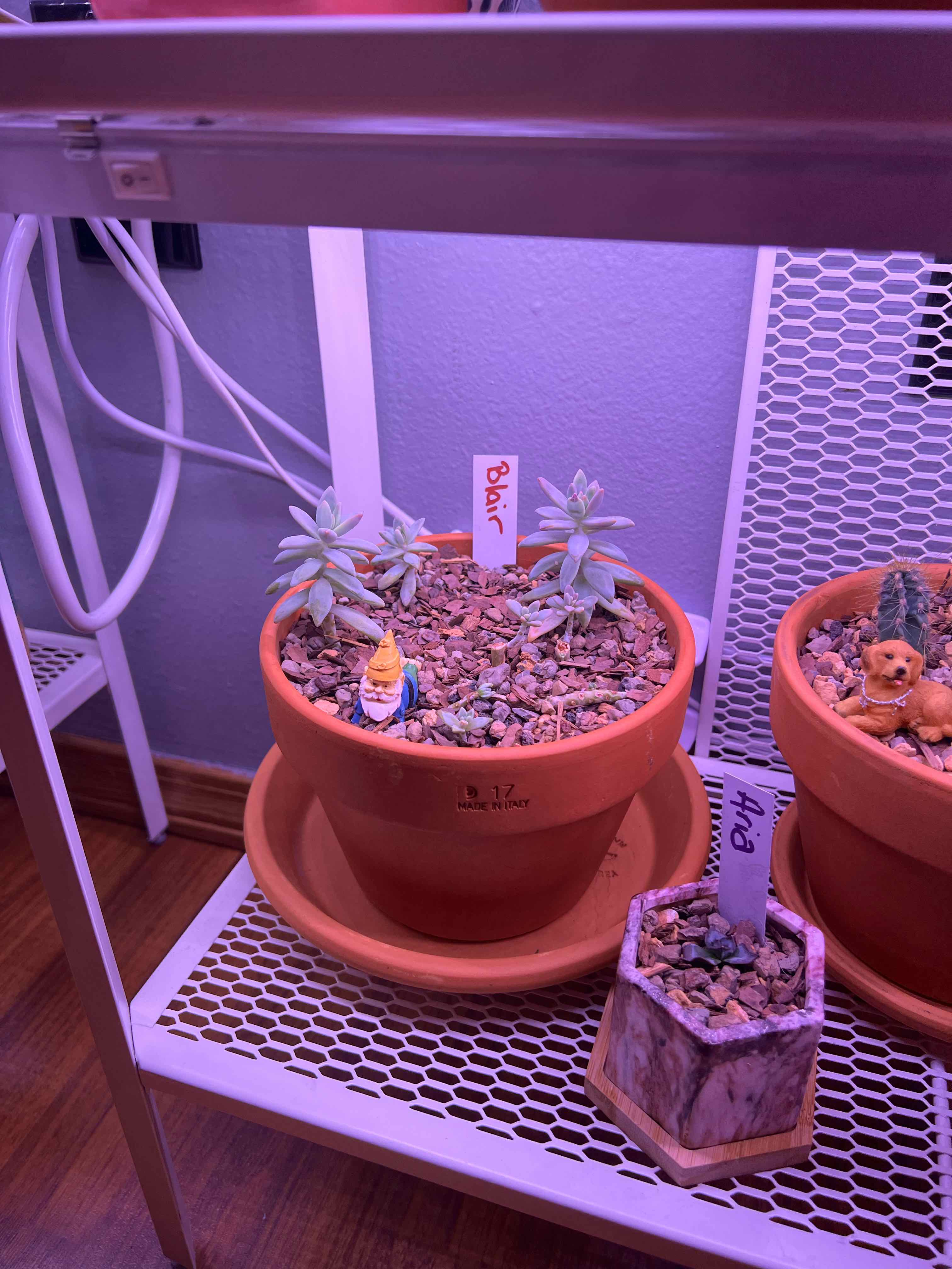 Potted Graptosedum 'Francesco Baldi' plant under artificial lighting with decorative elements.