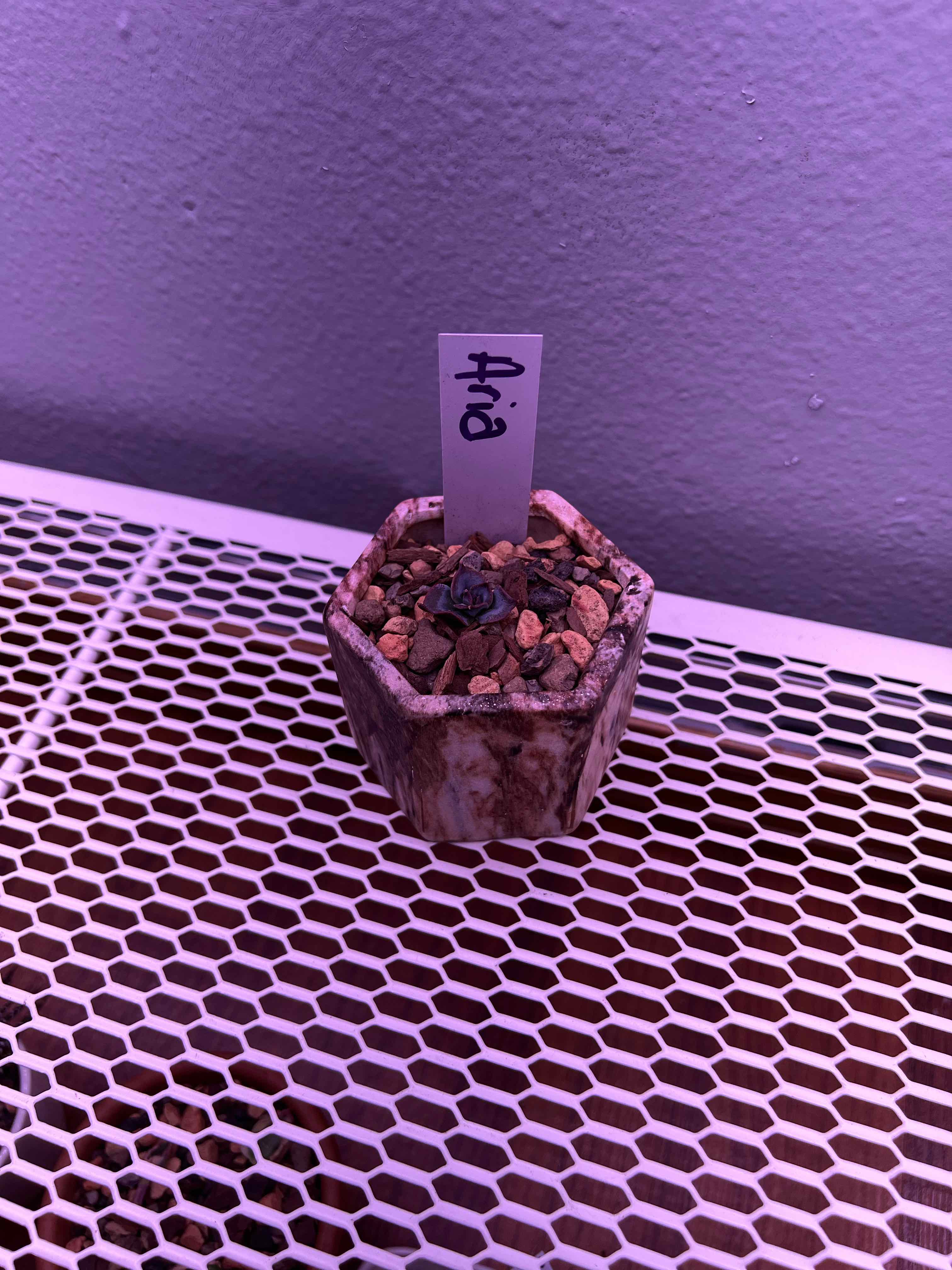Small potted Echeveria 'Blue Prince' labeled 'Aria' on a white mesh surface.